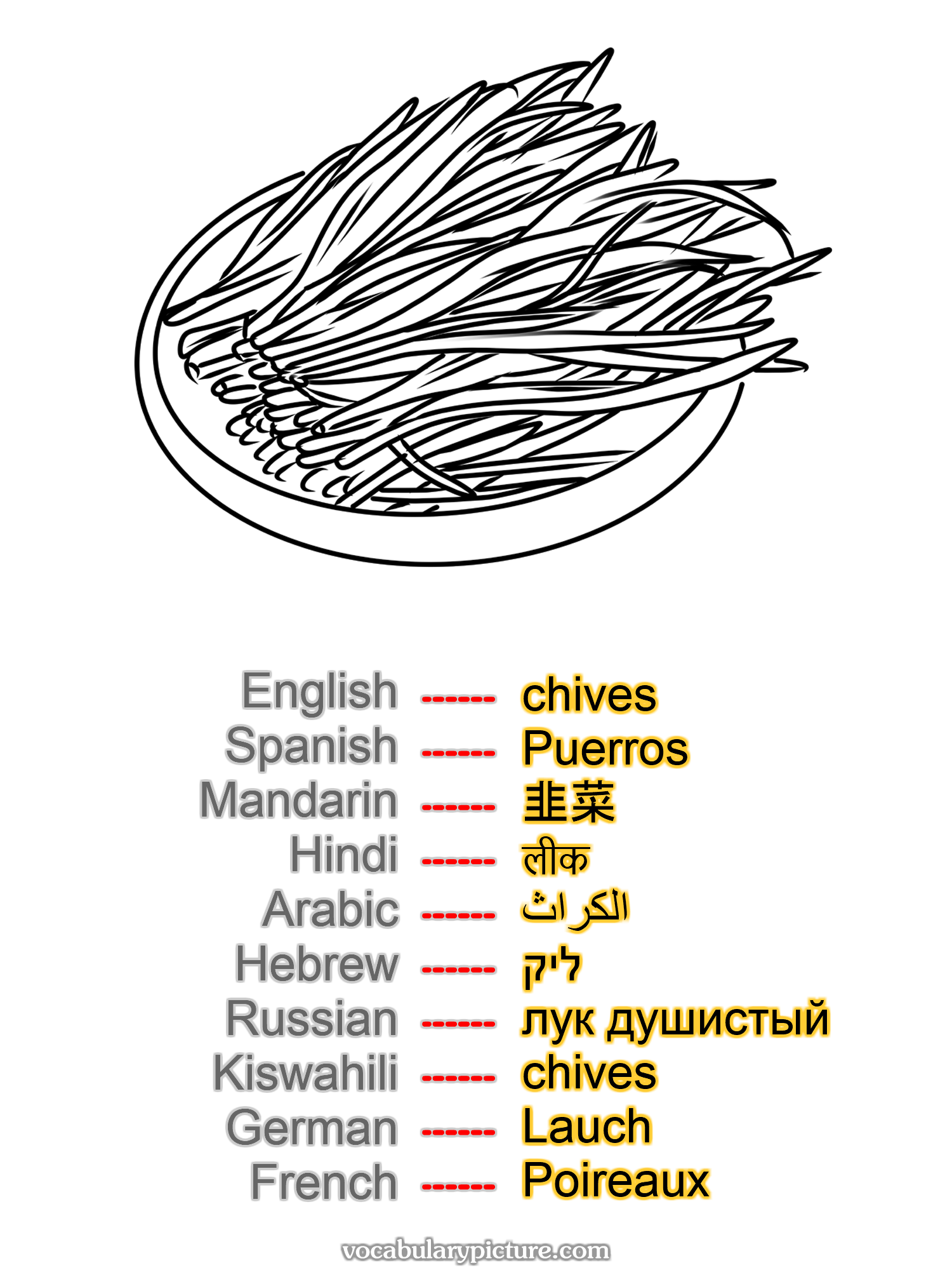 chives Puerros 韭菜 लीक الكراث ליק лук душистый chives Lauch Poireaux —vocabulary with picture on vocabularypicture.com
