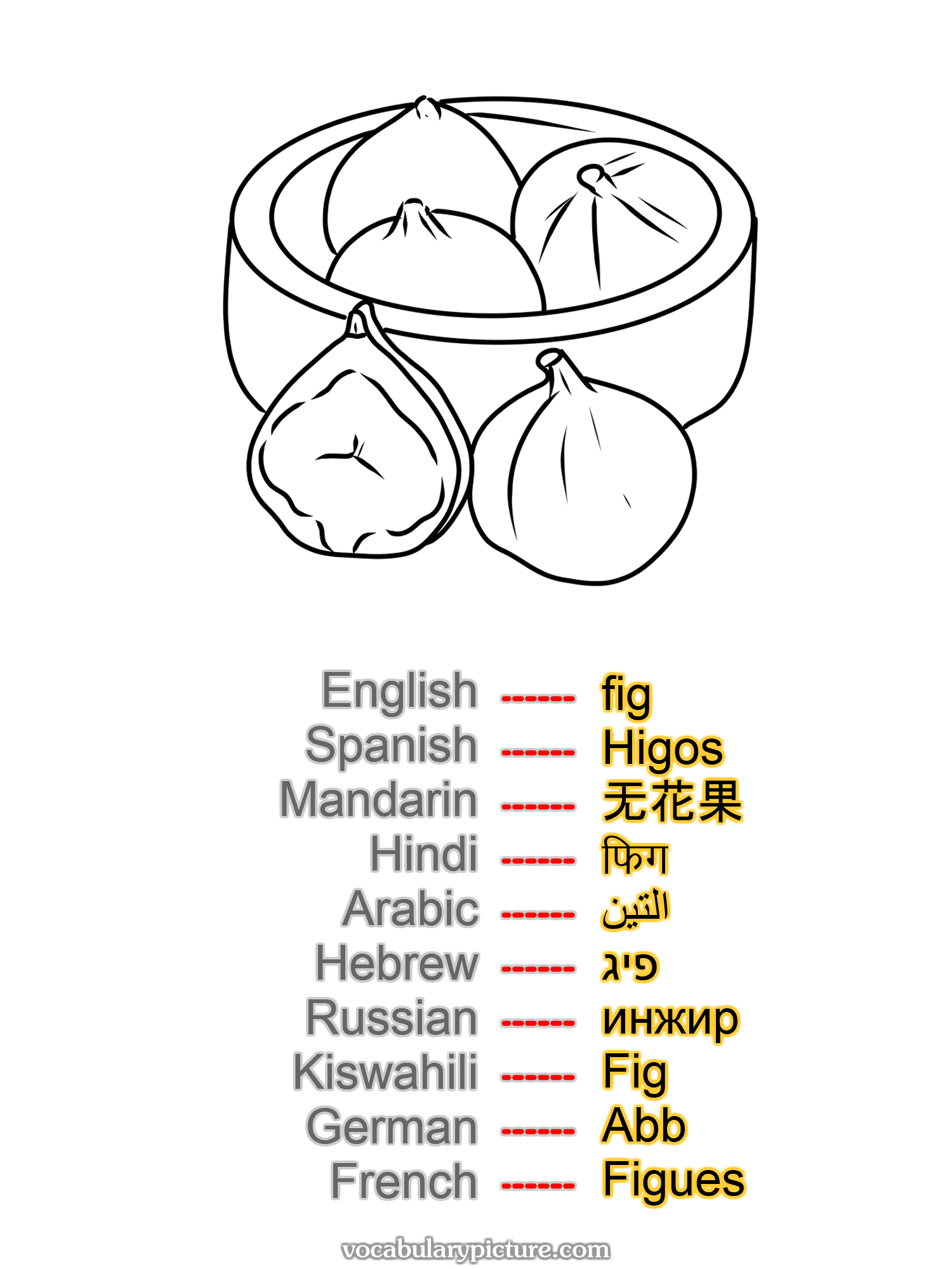 fig Higos 无花果 फिग التين פיג инжир Fig Abb Figues —vocabulary with picture on vocabularypicture.com