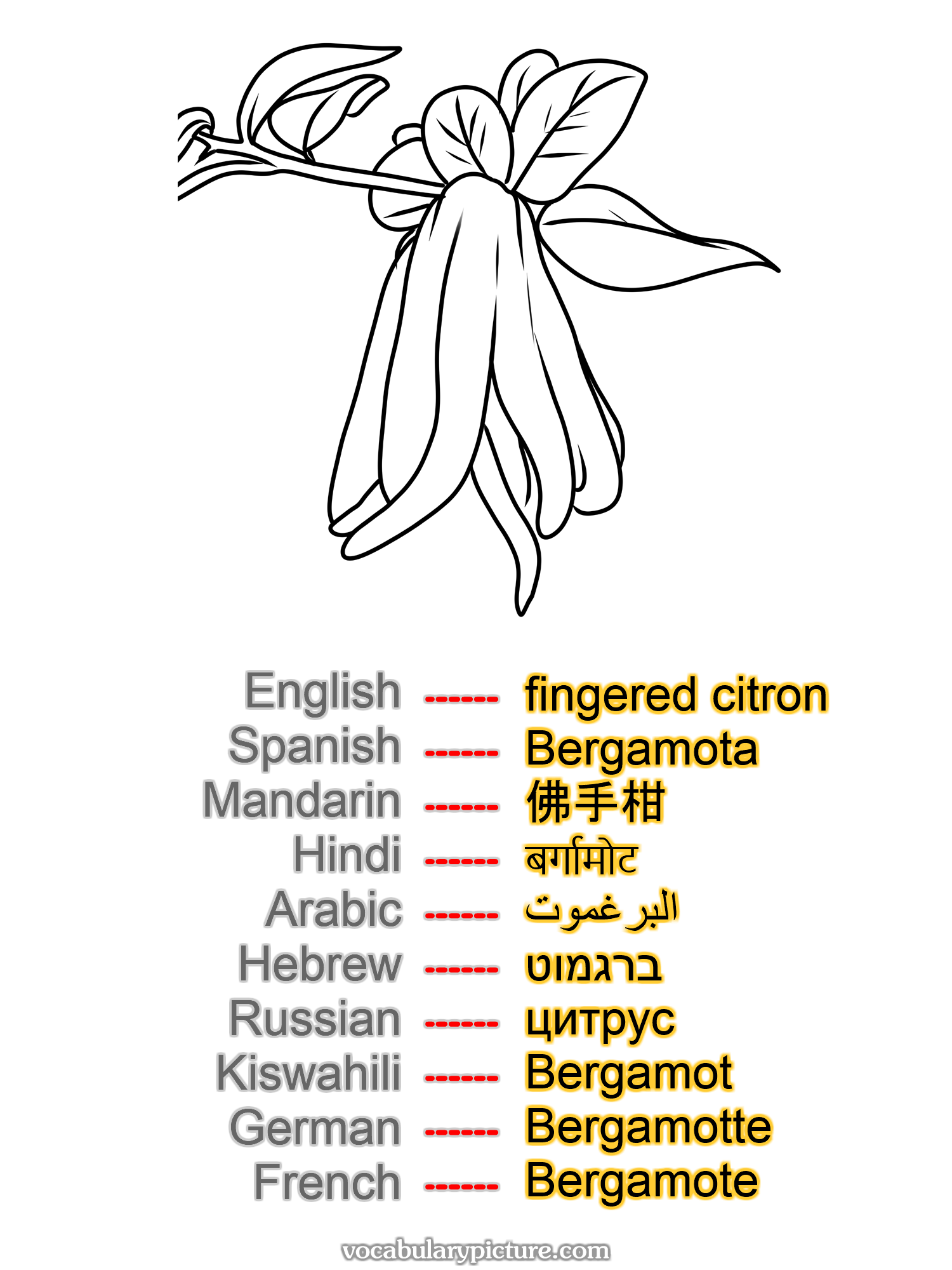 fingered citron Bergamota 佛手柑 बर्गामोट البرغموت ברגמוט цитрус Bergamot Bergamotte Bergamote —vocabulary with picture on vocabularypicture.com