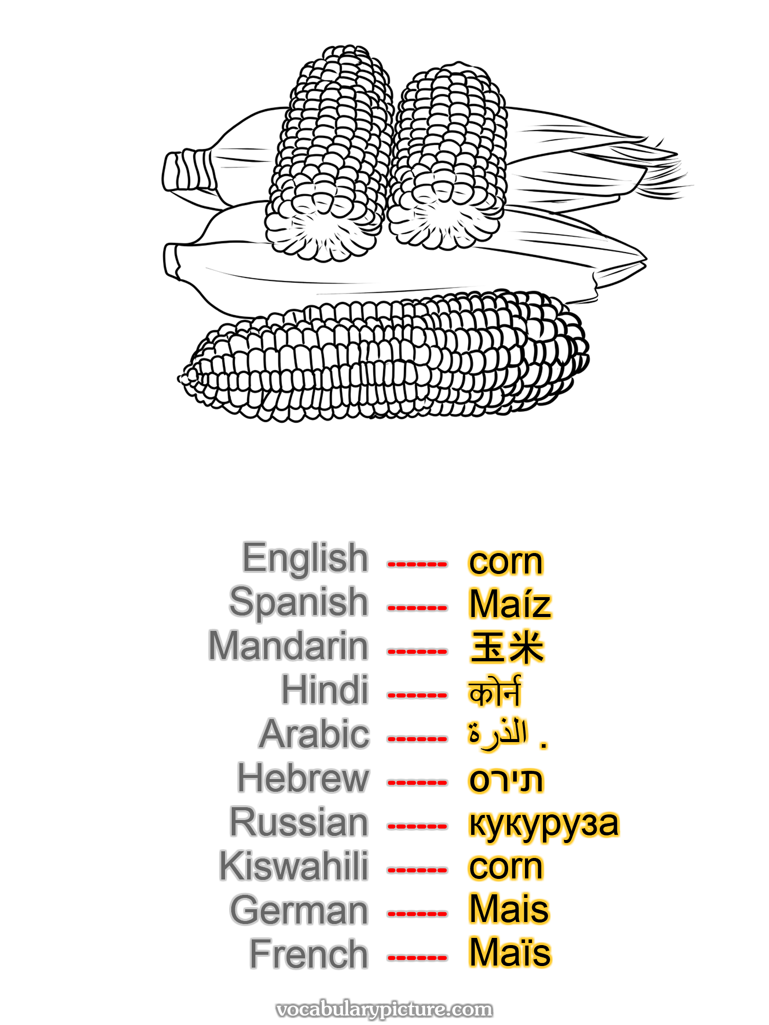 corn Maíz 玉米 कोर्न الذرة . תירס кукуруза corn Mais Maïs —vocabulary with picture on vocabularypicture.com