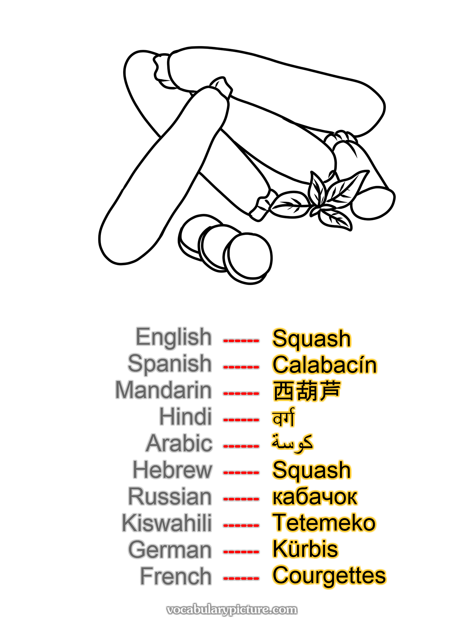 Squash Calabacín 西葫芦 वर्ग كوسة Squash кабачок Tetemeko Kürbis Courgettes —vocabulary with picture on vocabularypicture.com