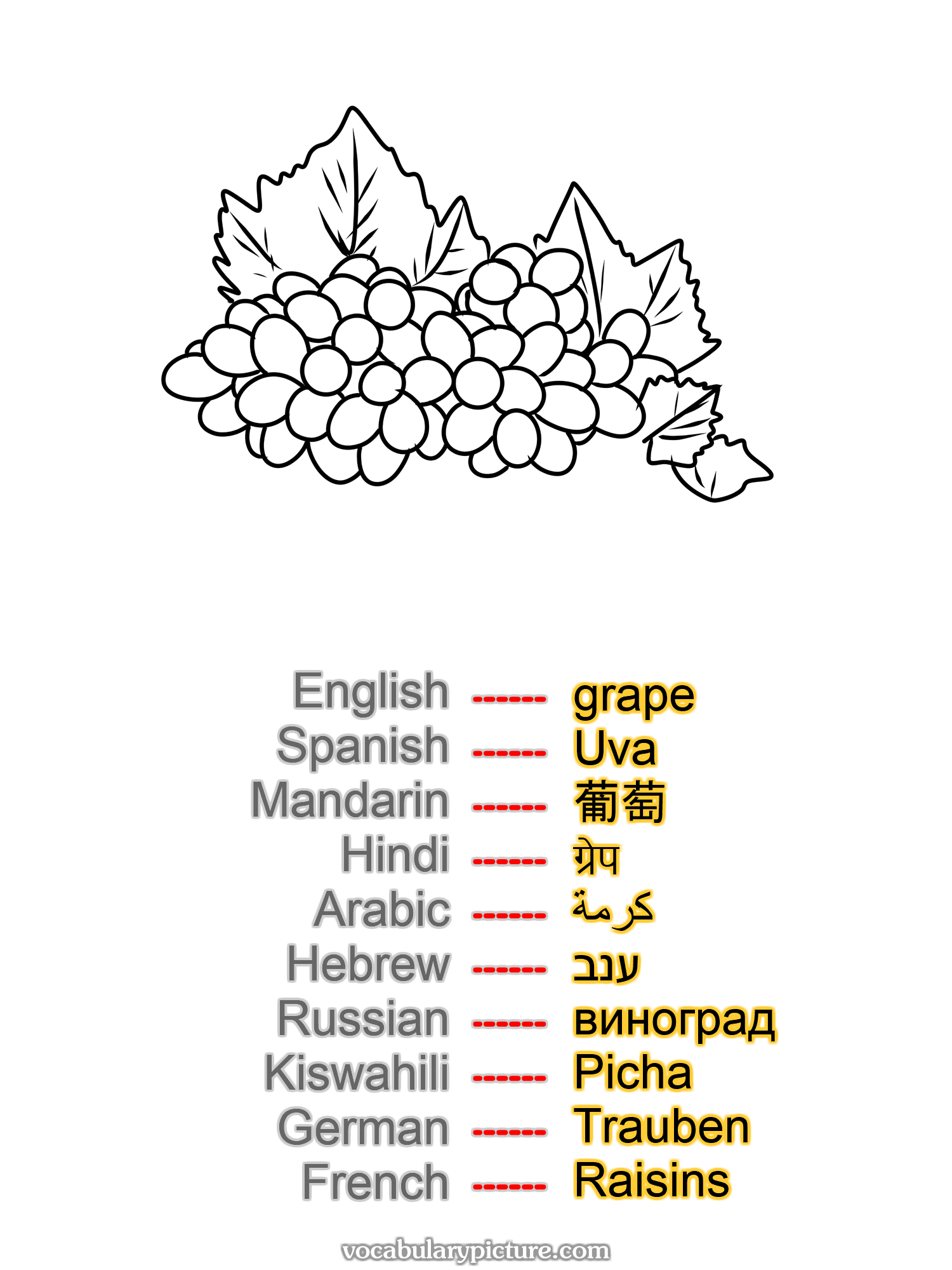 grape Uva 葡萄 ग्रेप كرمة ענב виноград Picha Trauben Raisins —vocabulary with picture on vocabularypicture.com