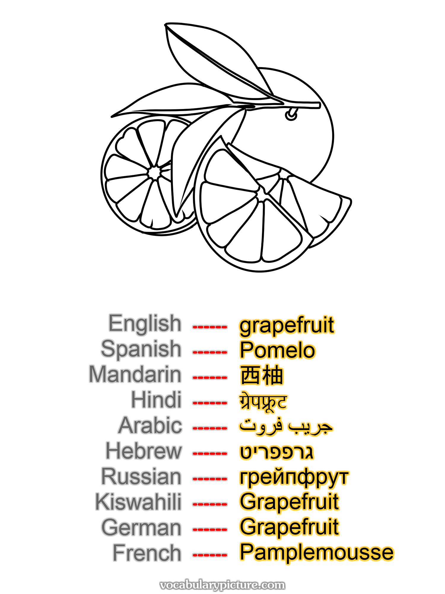 grapefruit Pomelo 西柚 ग्रेपफ्रूट جريب فروت גרפפריט грейпфрут Grapefruit Grapefruit Pamplemousse —vocabulary with picture on vocabularypicture.com