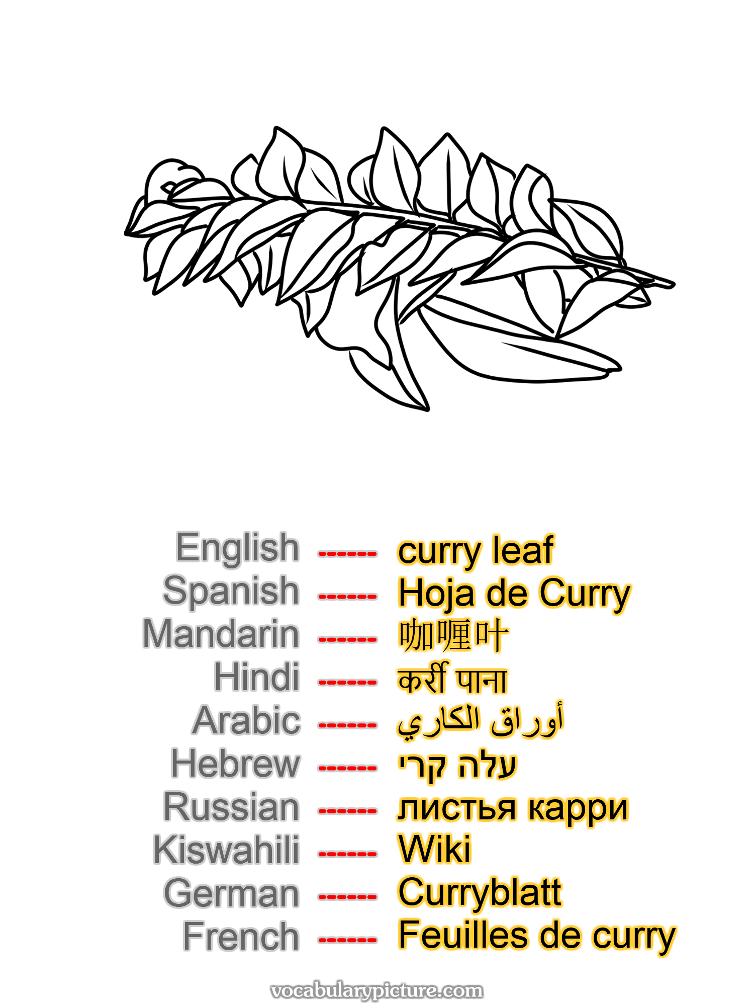 curry leaf Hoja de Curry 咖喱叶 कर्री पाना أوراق الكاري עלה קרי листья карри Wiki Curryblatt Feuilles de curry —vocabulary with picture on vocabularypicture.com