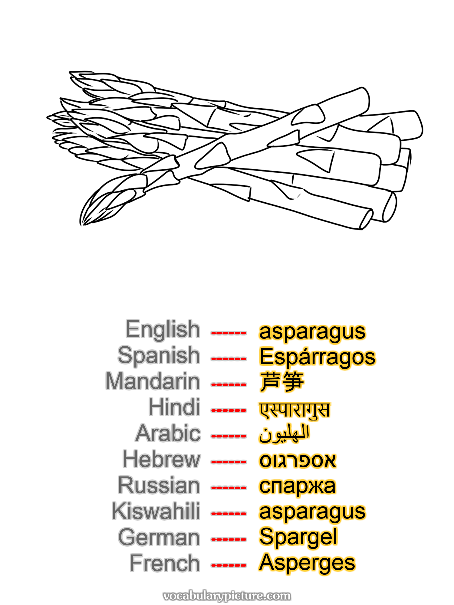 asparagus Espárragos 芦笋 एस्पारागुस الهليون אספרגוס спаржа asparagus Spargel Asperges —vocabulary with picture on vocabularypicture.com