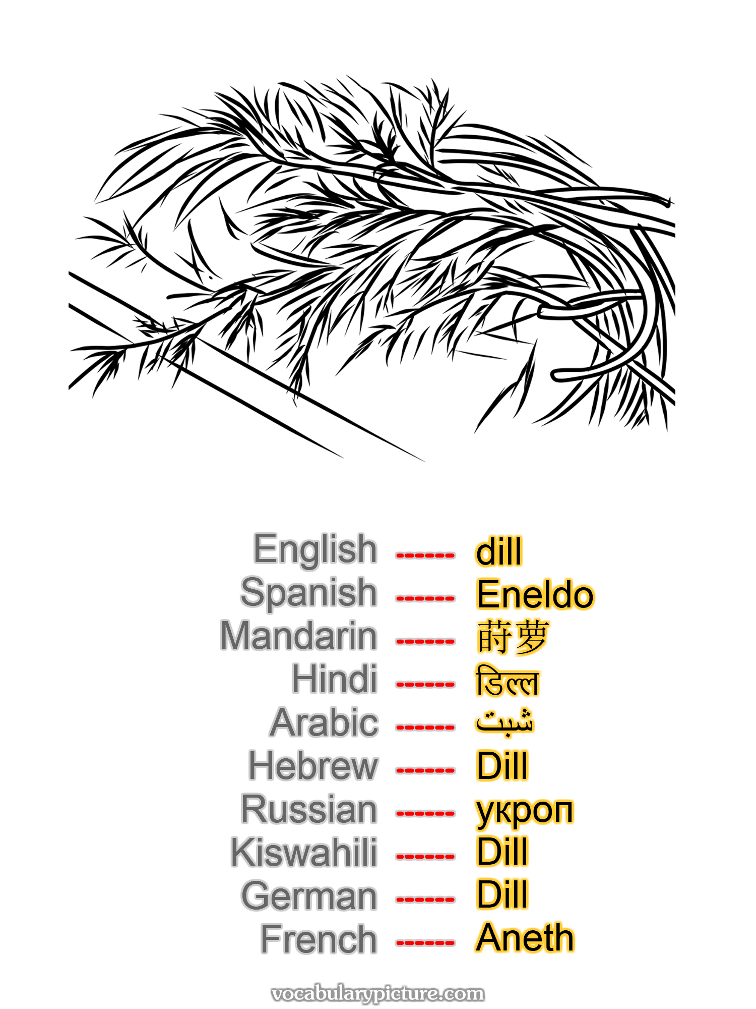 dill Eneldo 莳萝 डिल्ल شبت Dill укроп Dill Dill Aneth —vocabulary with picture on vocabularypicture.com