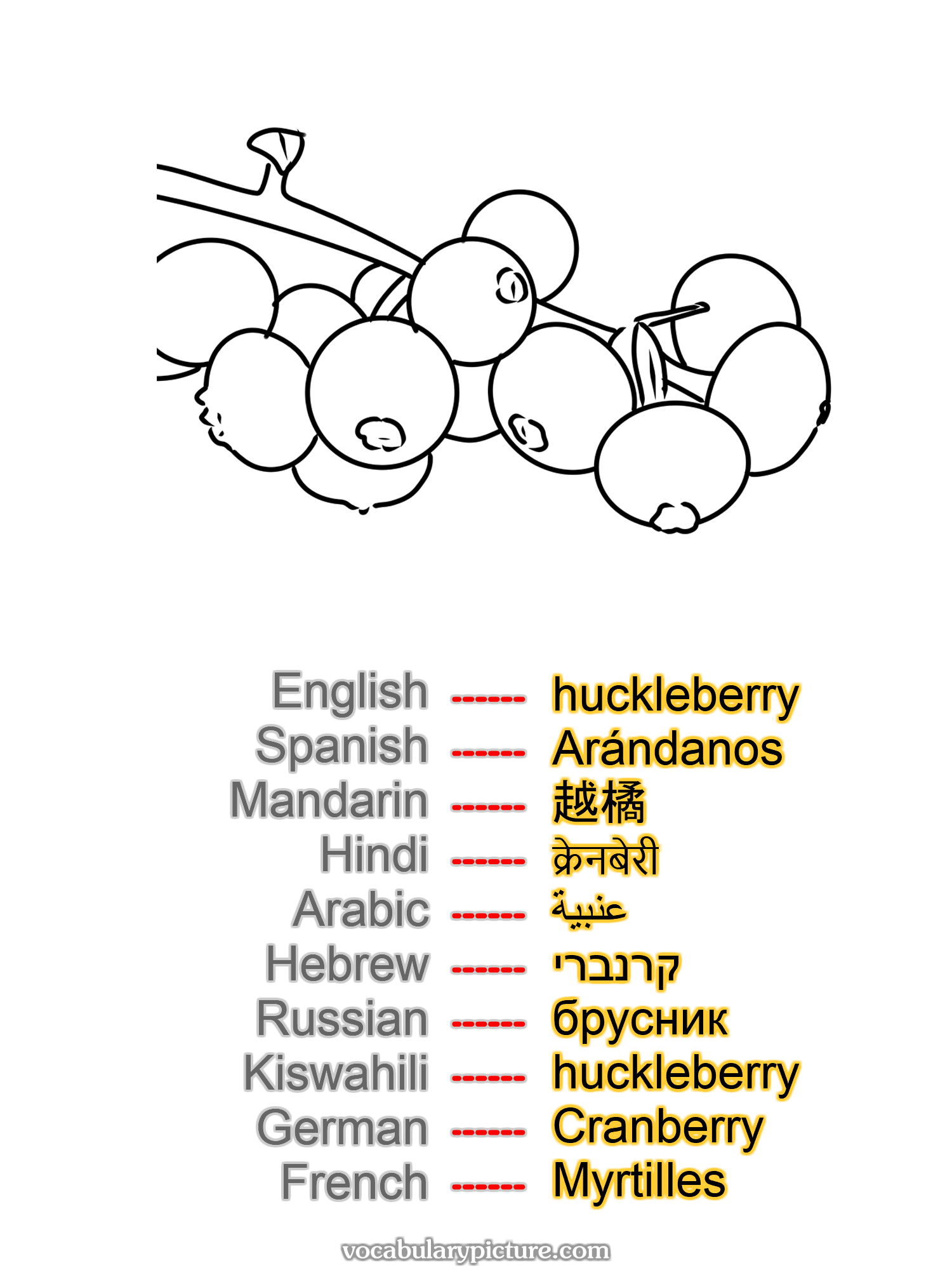 huckleberry Arándanos 越橘 क्रेनबेरी عنبية קרנברי брусник huckleberry Cranberry Myrtilles —vocabulary with picture on vocabularypicture.com