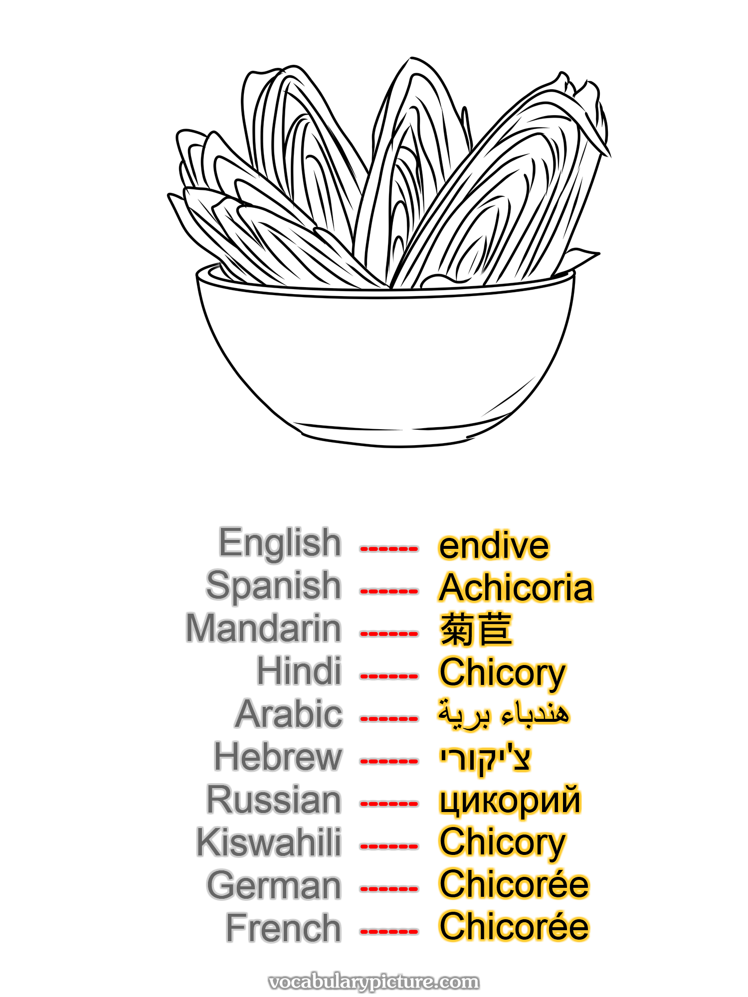 endive Achicoria 菊苣 Chicory هندباء برية צ'יקורי цикорий Chicory Chicorée Chicorée —vocabulary with picture on vocabularypicture.com