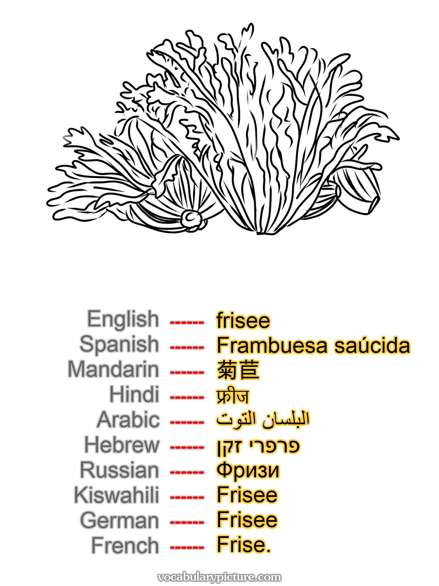 frisee Frambuesa saúcida 菊苣 फ्रीज البلسان التوت פרפרי זקן Фризи Frisee Frisee Frise. —vocabulary with picture on vocabularypicture.com