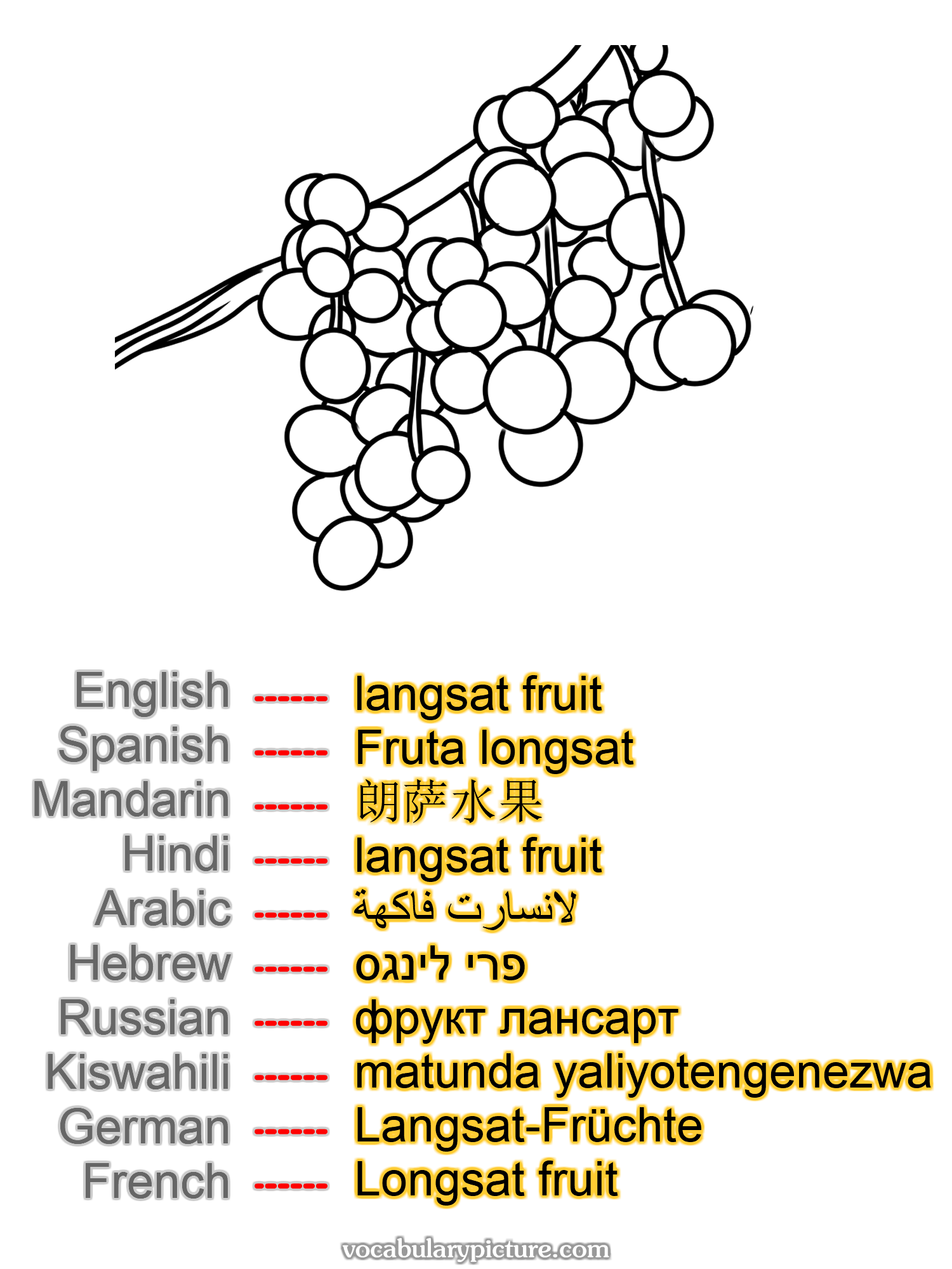 langsat fruit Fruta longsat 朗萨水果 langsat fruit لانسارت فاكهة פרי לינגס фрукт лансарт matunda yaliyotengenezwa Langsat-Früchte Longsat fruit —vocabulary with picture on vocabularypicture.com