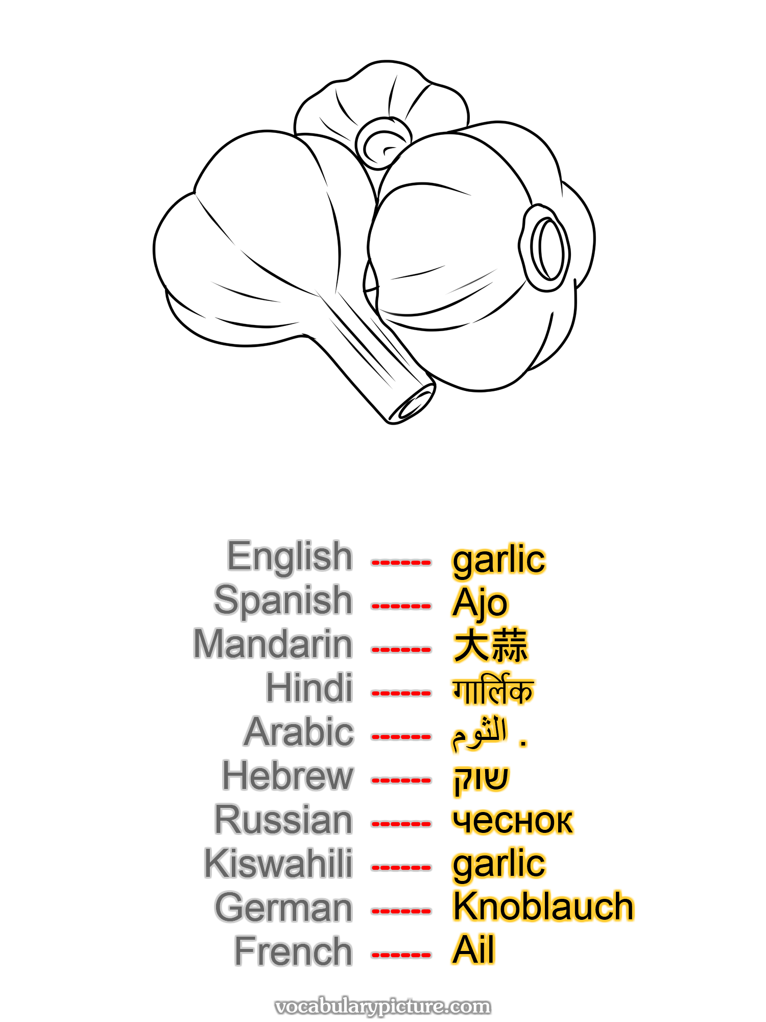 garlic Ajo 大蒜 गार्लिक الثوم . שוק чеснок garlic Knoblauch Ail —vocabulary with picture on vocabularypicture.com
