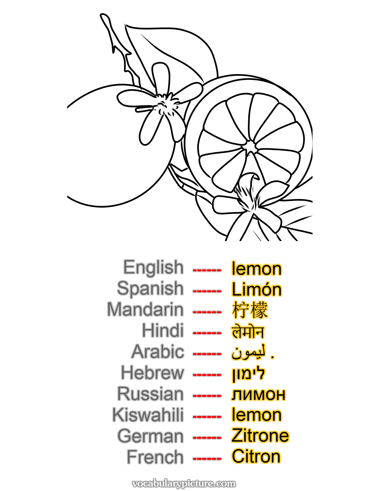 lemon Limón 柠檬 लेमोन ليمون . לימון лимон lemon Zitrone Citron —vocabulary with picture on vocabularypicture.com