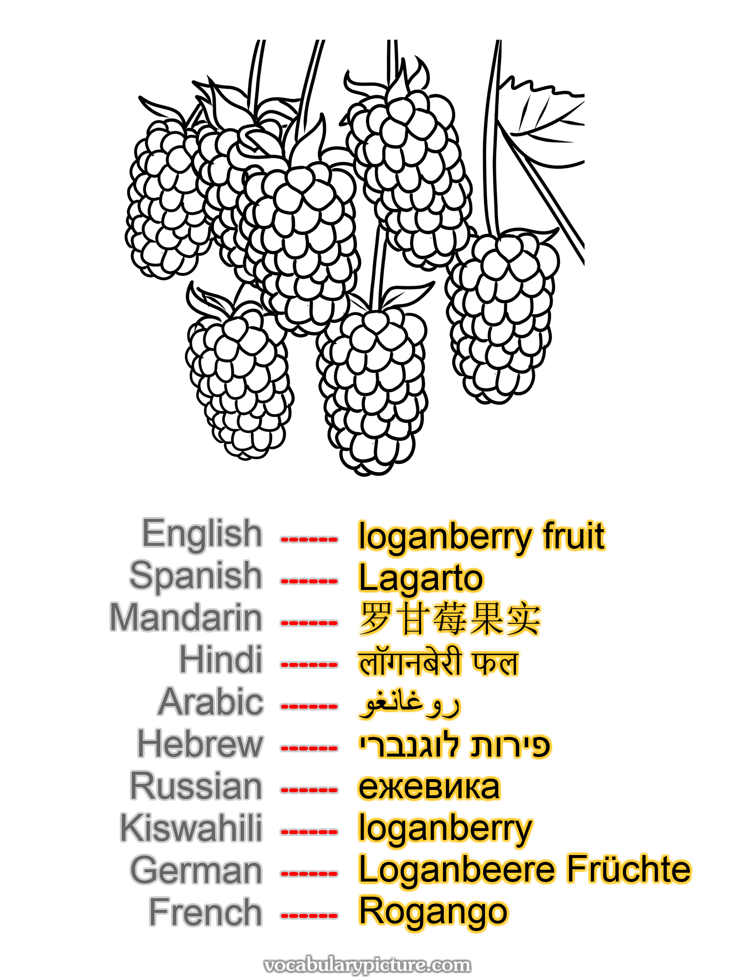 loganberry fruit Lagarto 罗甘莓果实 लॉगनबेरी फल روغانغو פירות לוגנברי ежевика loganberry Loganbeere Früchte Rogango —vocabulary with picture on vocabularypicture.com