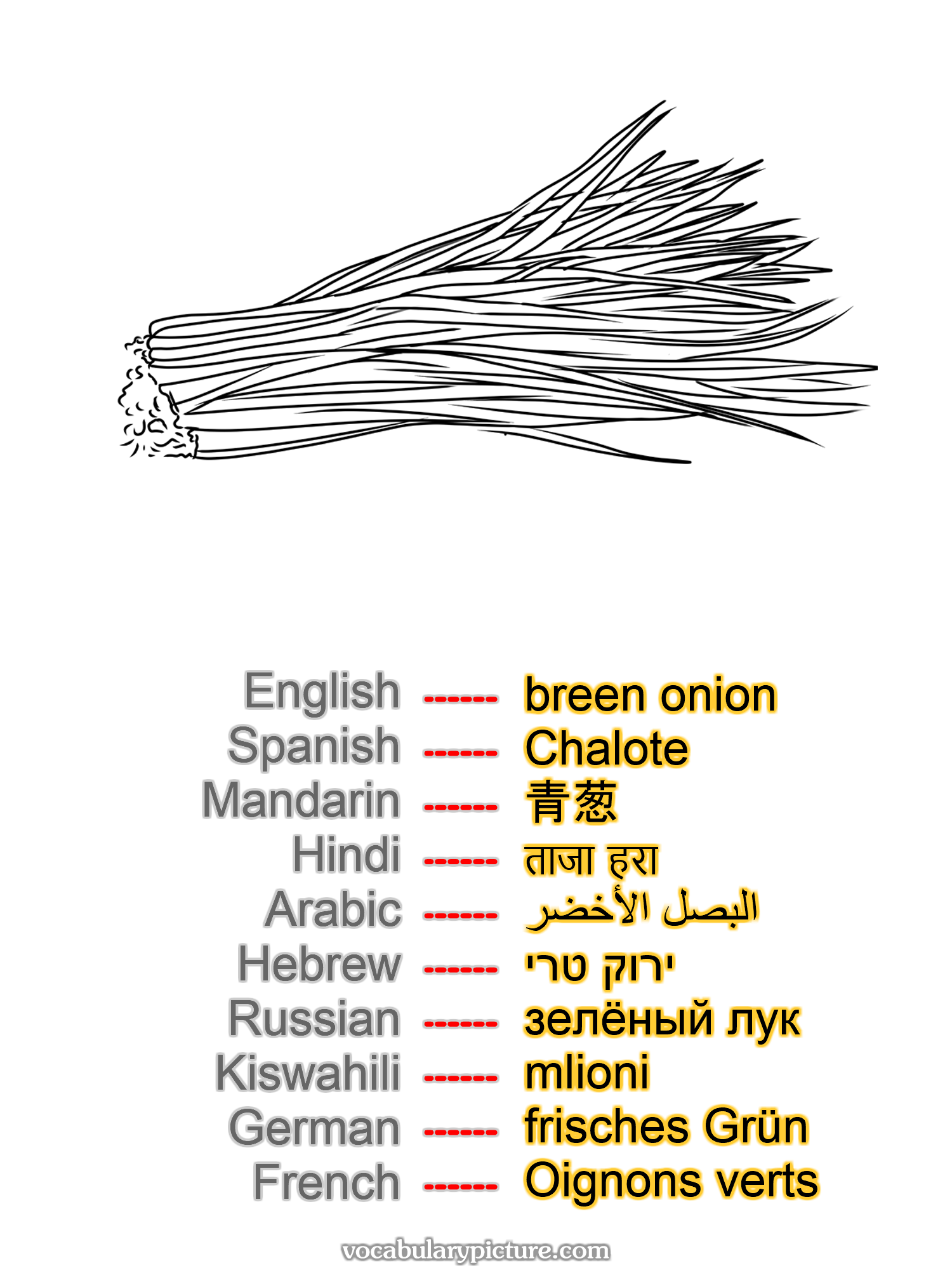 breen onion Chalote 青葱 ताजा हरा البصل الأخضر ירוק טרי зелёный лук mlioni frisches Grün Oignons verts —vocabulary with picture on vocabularypicture.com