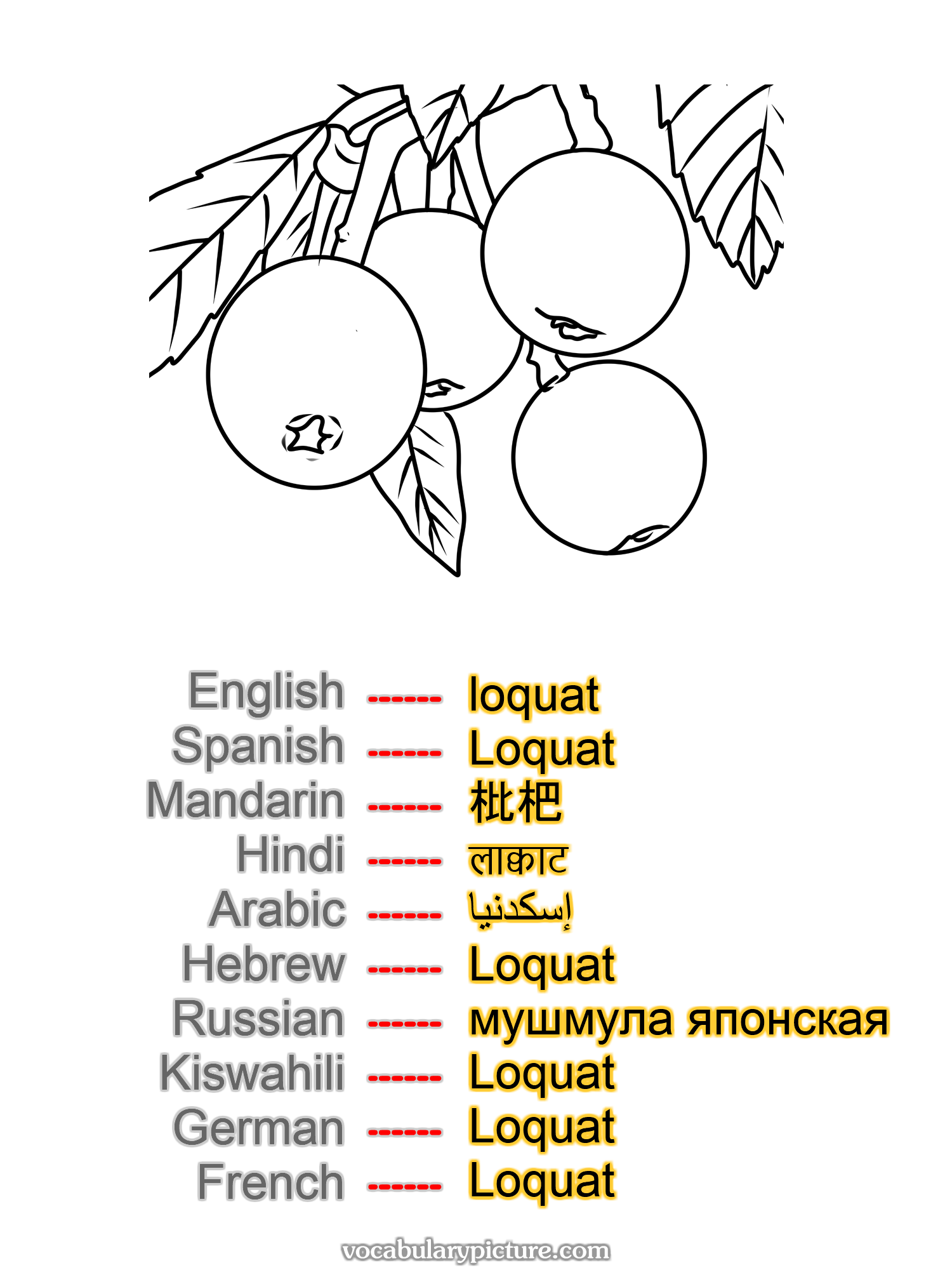 loquat Loquat 枇杷 लाक्वाट إسكدنيا Loquat мушмула японская Loquat Loquat Loquat —vocabulary with picture on vocabularypicture.com