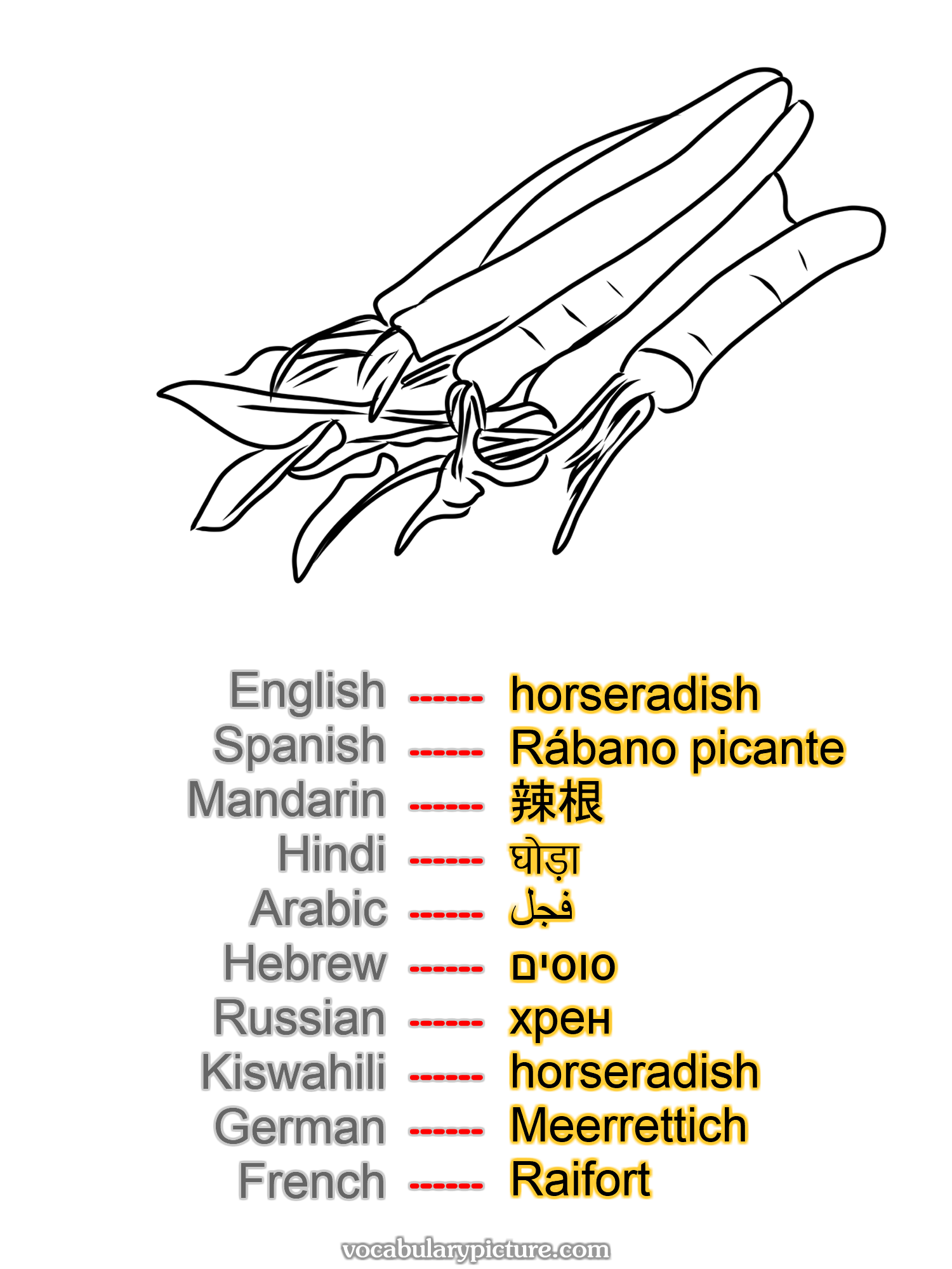 horseradish Rábano picante 辣根 घोड़ा فجل סוסים хрен horseradish Meerrettich Raifort —vocabulary with picture on vocabularypicture.com