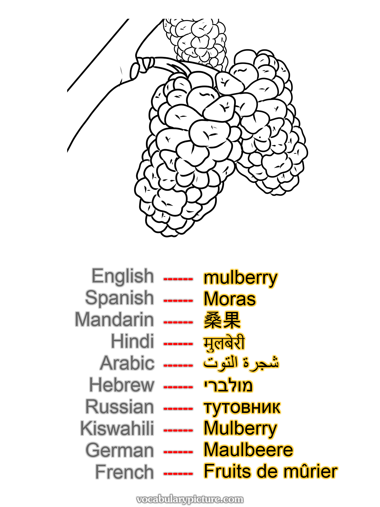 mulberry Moras 桑果 मुलबेरी شجرة التوت מולברי тутовник Mulberry Maulbeere Fruits de mûrier —vocabulary with picture on vocabularypicture.com