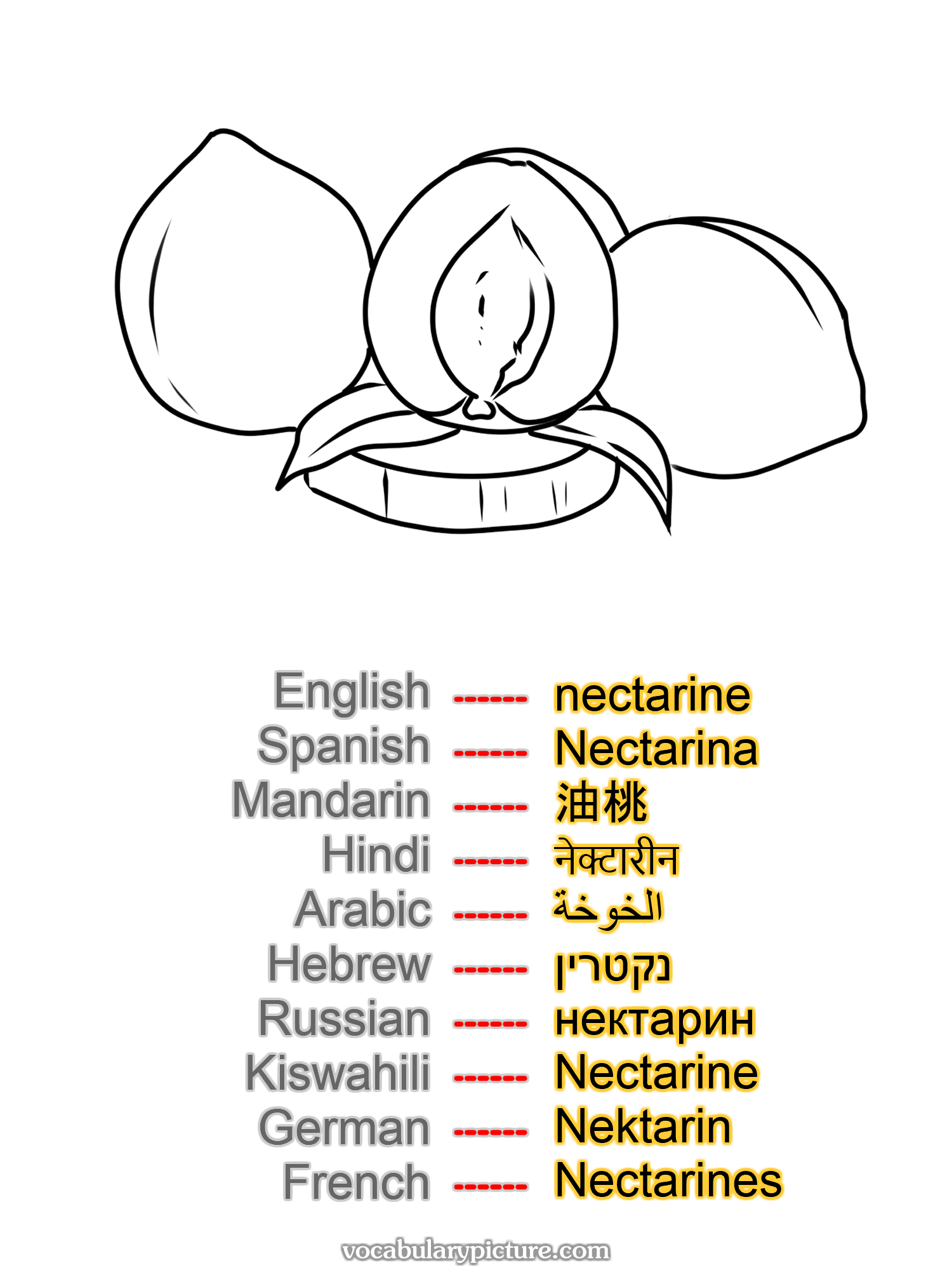 nectarine Nectarina 油桃 नेक्टारीन الخوخة נקטרין нектарин Nectarine Nektarin Nectarines —vocabulary with picture on vocabularypicture.com