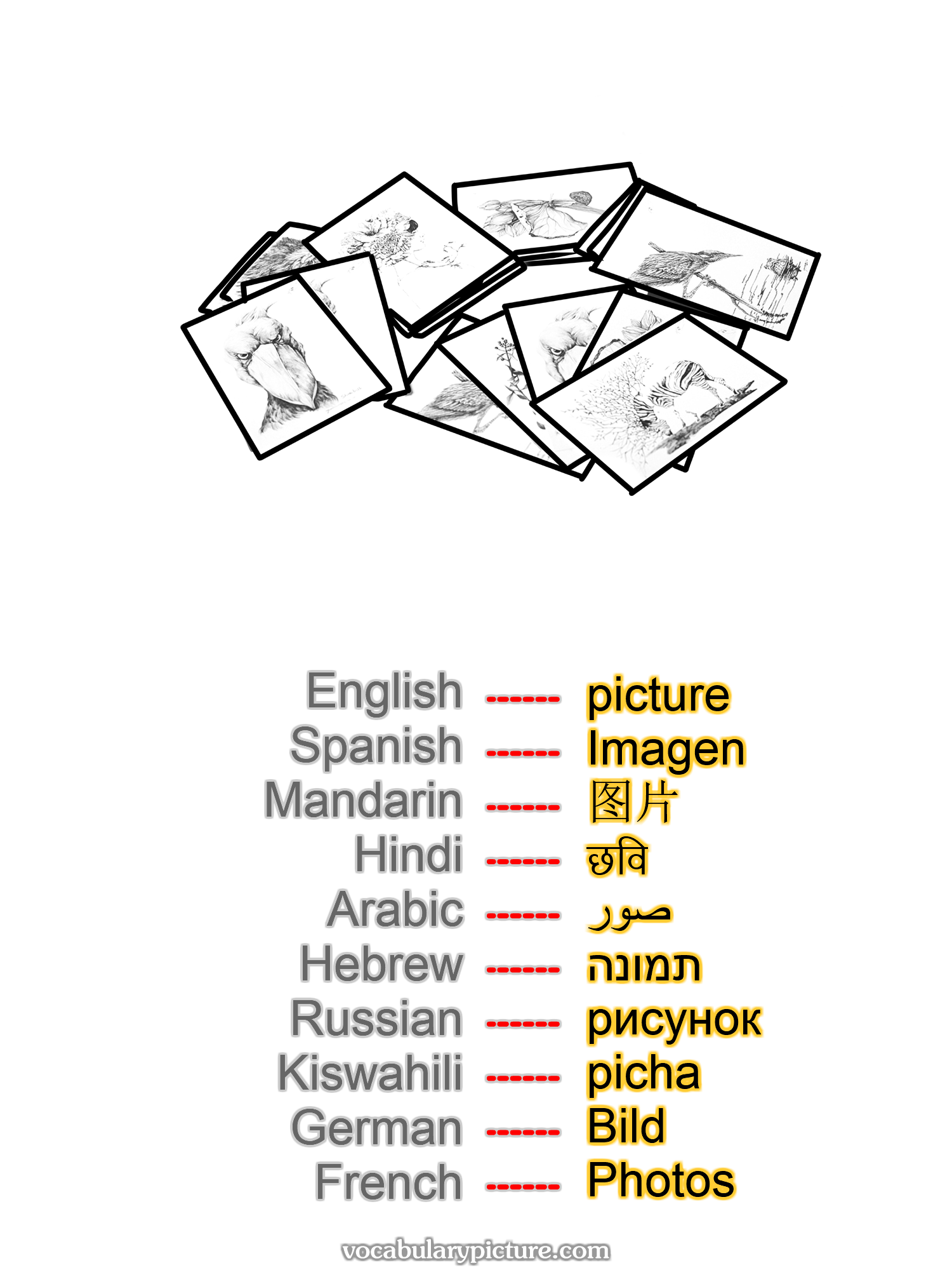 picture Imagen 图片 छवि صور תמונה рисунок picha Bild Photos —vocabulary with picture on vocabularypicture.com