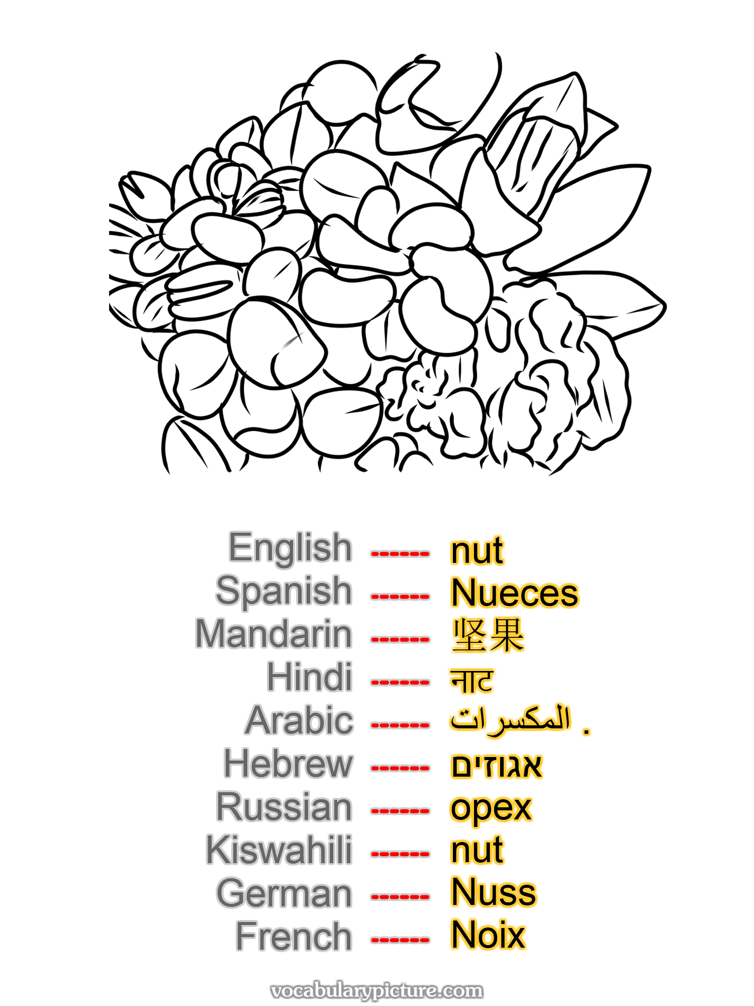 nut Nueces 坚果 नाट المكسرات . אגוזים орех nut Nuss Noix —vocabulary with picture on vocabularypicture.com