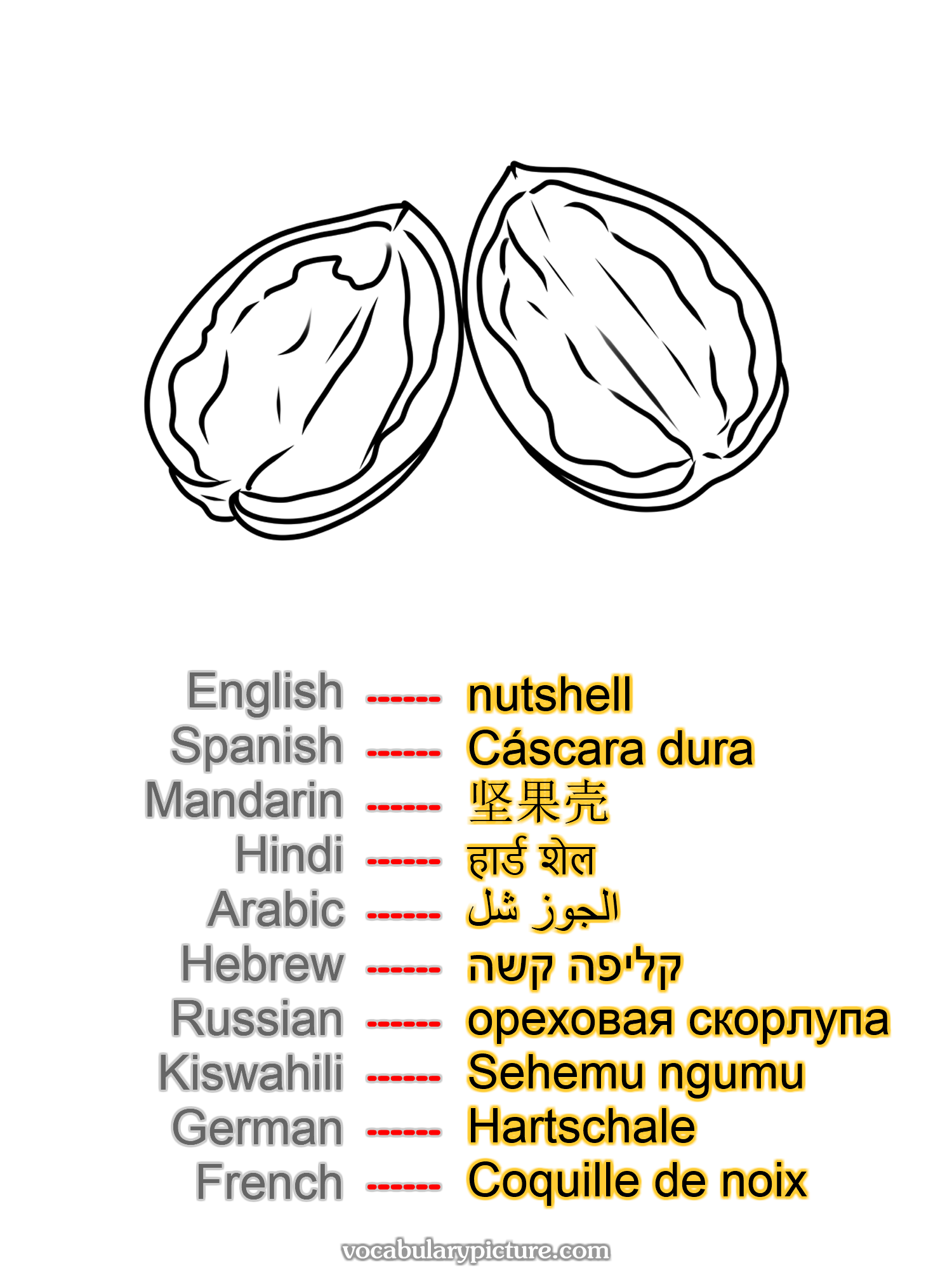 nutshell Cáscara dura 坚果壳 हार्ड शेल الجوز شل קליפה קשה ореховая скорлупа Sehemu ngumu Hartschale Coquille de noix —vocabulary with picture on vocabularypicture.com