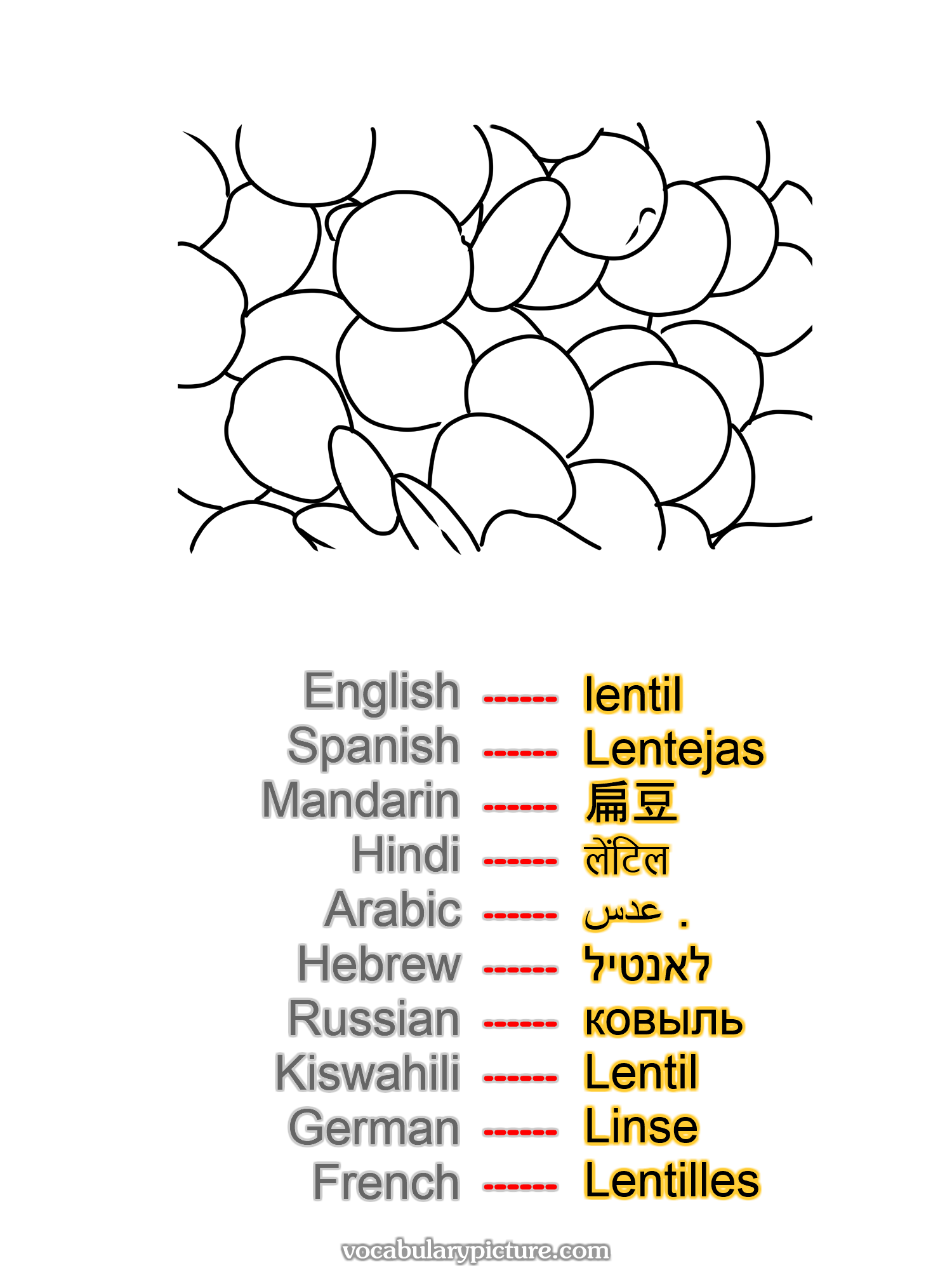 lentil Lentejas 扁豆 लेंटिल عدس . לאנטיל ковыль Lentil Linse Lentilles —vocabulary with picture on vocabularypicture.com