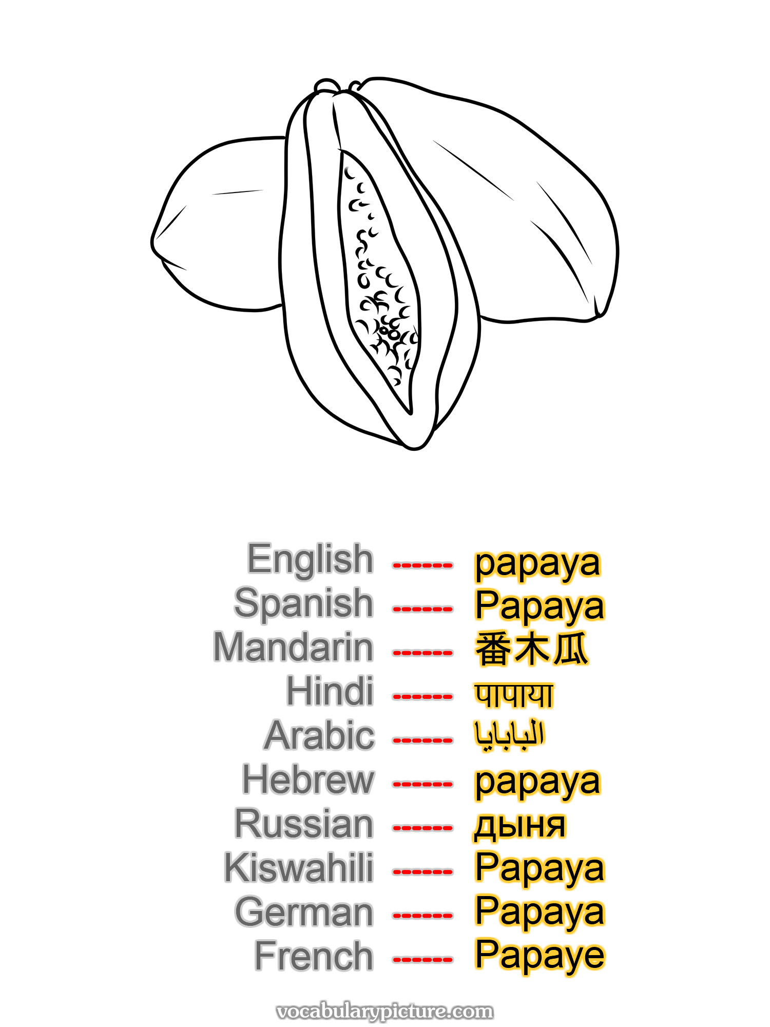 papaya Papaya 番木瓜 पापाया البابايا papaya дыня Papaya Papaya Papaye —vocabulary with picture on vocabularypicture.com