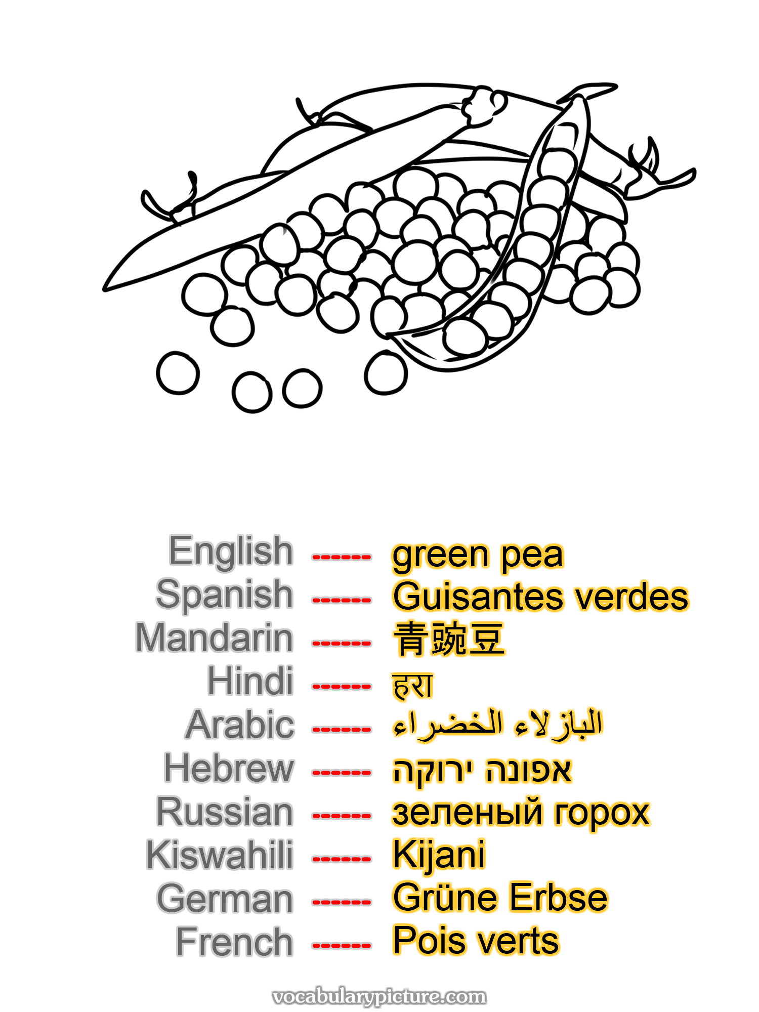 green pea Guisantes verdes 青豌豆 हरा البازلاء الخضراء אפונה ירוקה зеленый горох Kijani Grüne Erbse Pois verts —vocabulary with picture on vocabularypicture.com