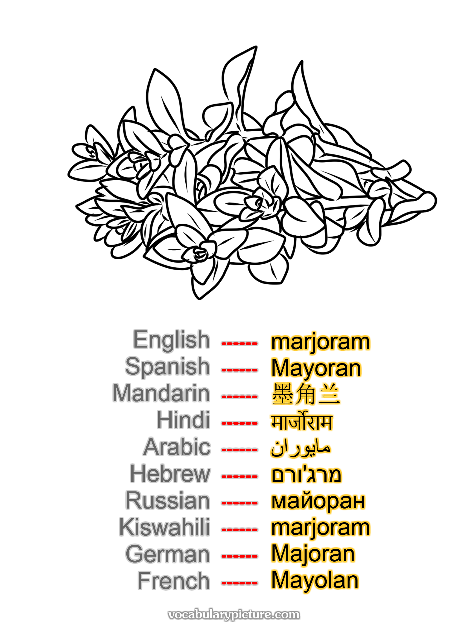 marjoram Mayoran 墨角兰 मार्जोराम مايوران מרג'ורם майоран marjoram Majoran Mayolan —vocabulary with picture on vocabularypicture.com