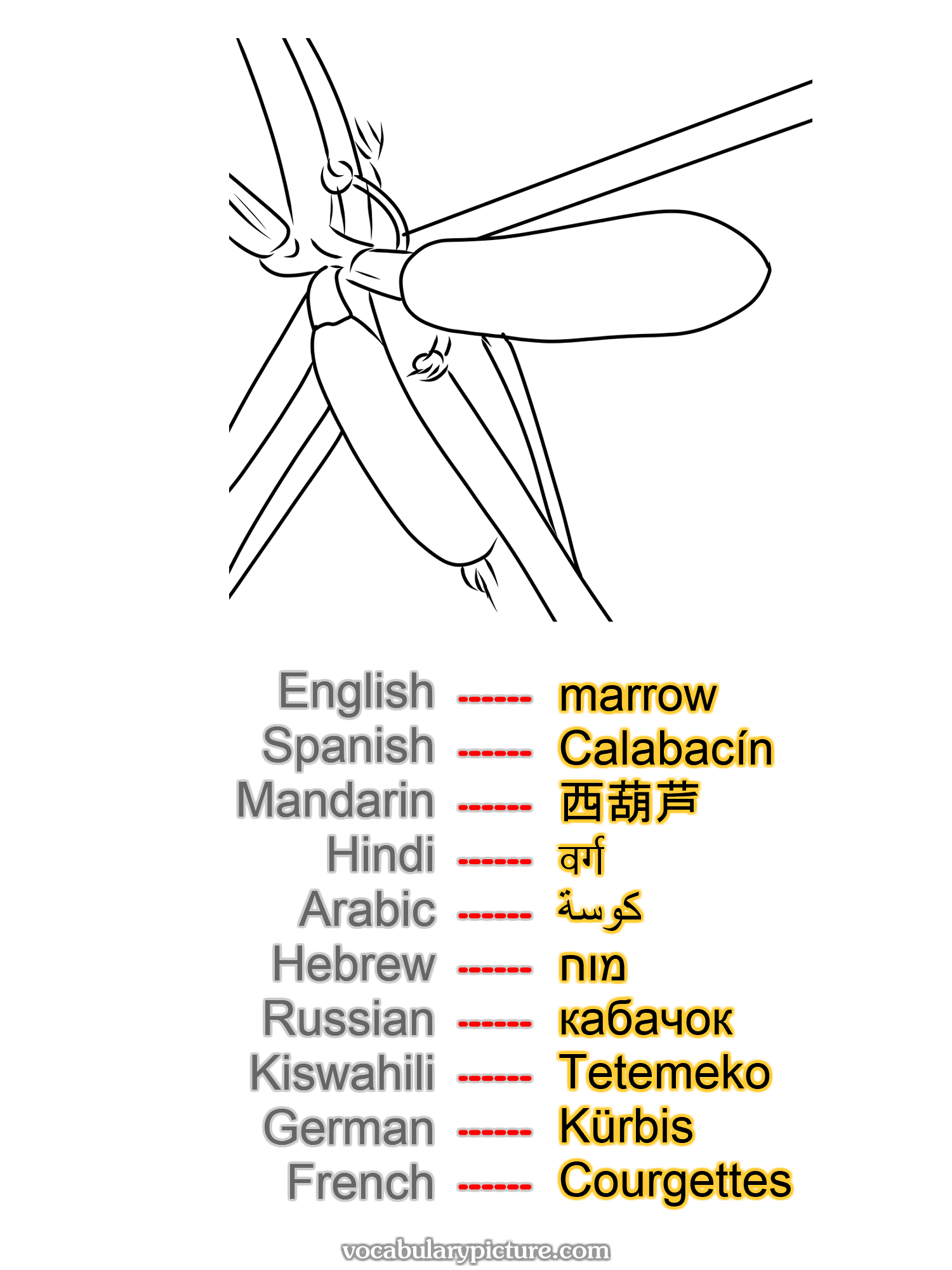 marrow Calabacín 西葫芦 वर्ग كوسة מוח кабачок Tetemeko Kürbis Courgettes —vocabulary with picture on vocabularypicture.com