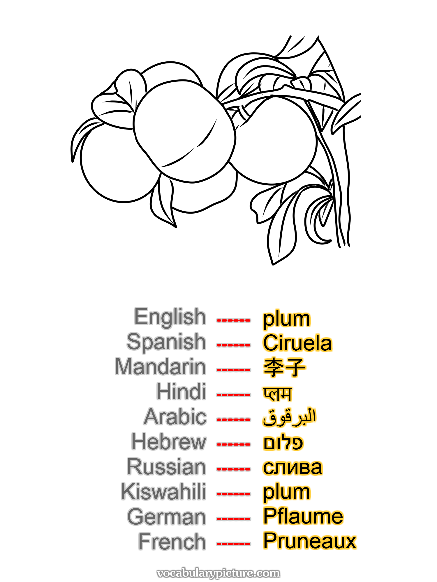 plum Ciruela 李子 प्लम البرقوق פלום слива plum Pflaume Pruneaux —vocabulary with picture on vocabularypicture.com