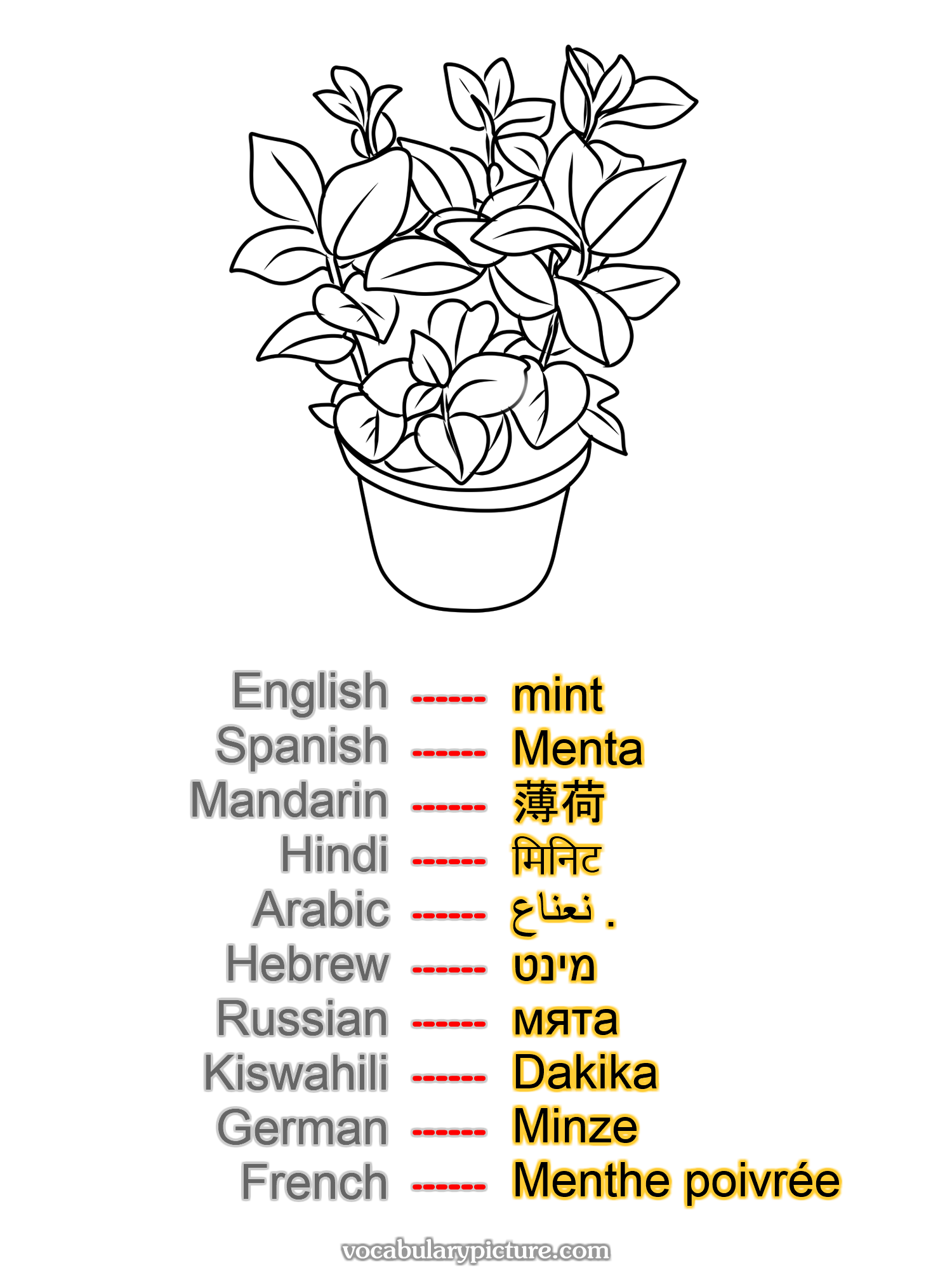 mint Menta 薄荷 मिनिट نعناع . מינט мята Dakika Minze Menthe poivrée —vocabulary with picture on vocabularypicture.com