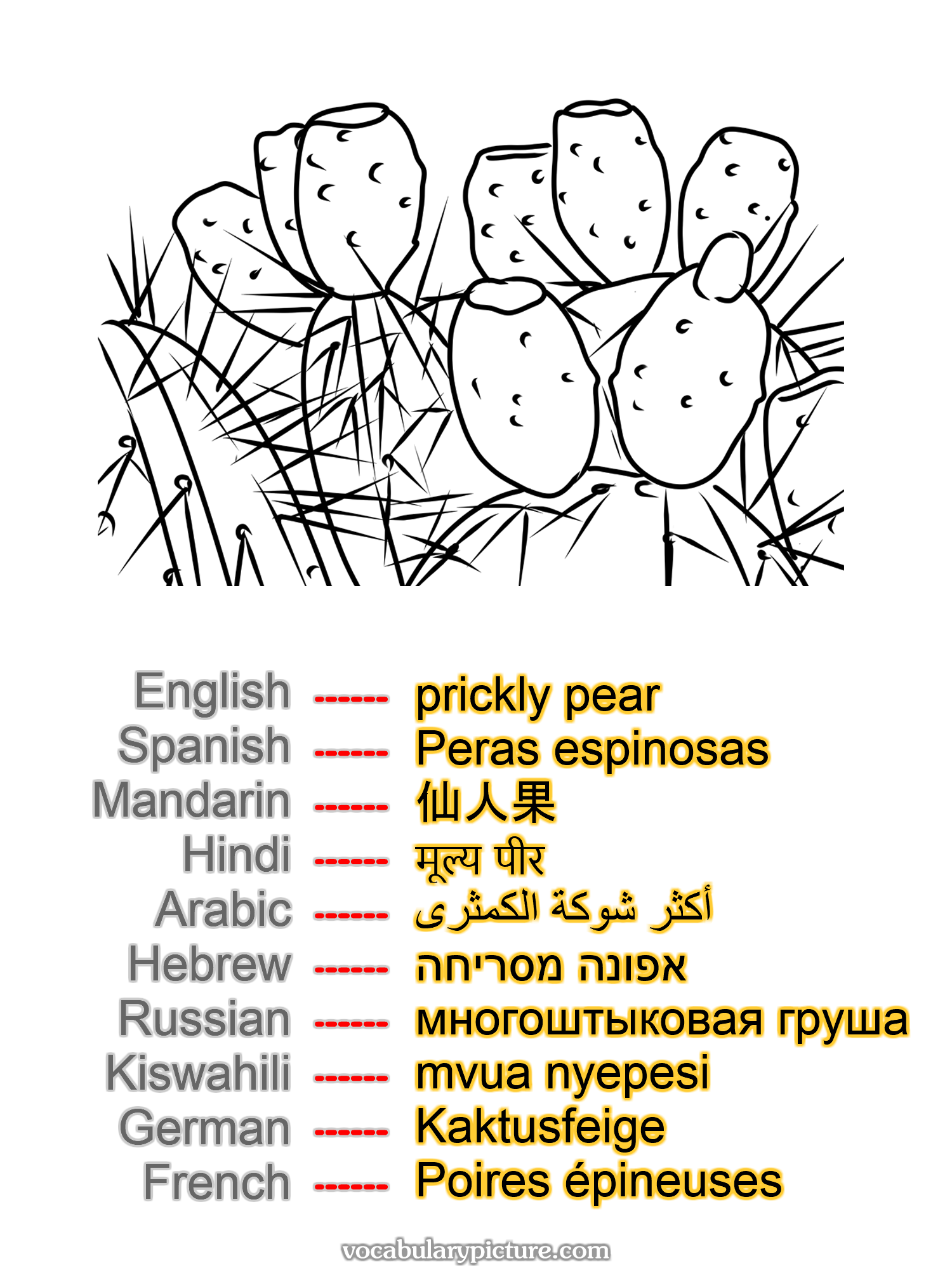 prickly pear Peras espinosas 仙人果 मूल्य पीर أكثر شوكة الكمثرى אפונה מסריחה многоштыковая груша mvua nyepesi Kaktusfeige Poires épineuses —vocabulary with picture on vocabularypicture.com