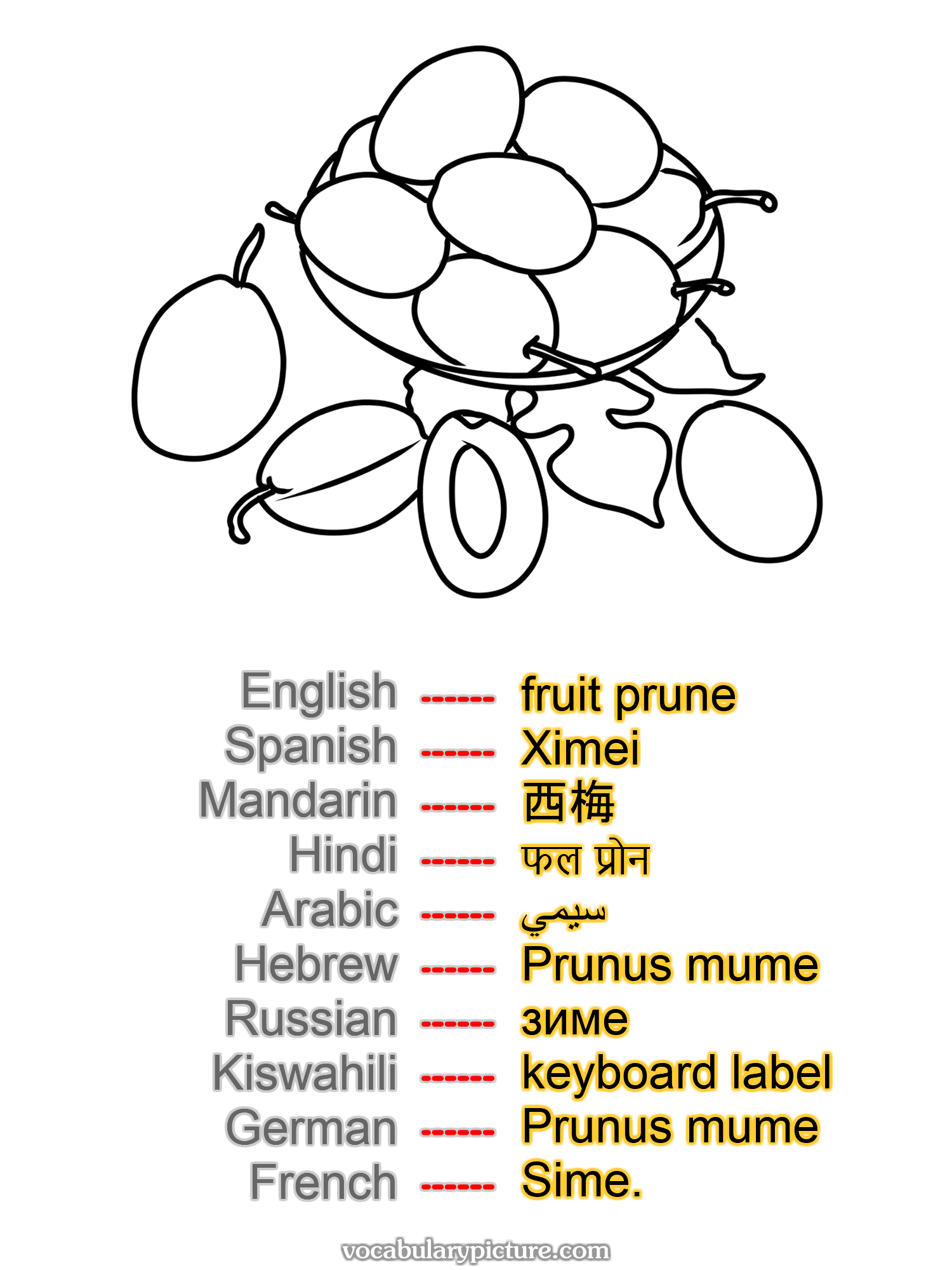 fruit prune Ximei 西梅 फल प्रोन سيمي Prunus mume зиме keyboard label Prunus mume Sime. —vocabulary with picture on vocabularypicture.com