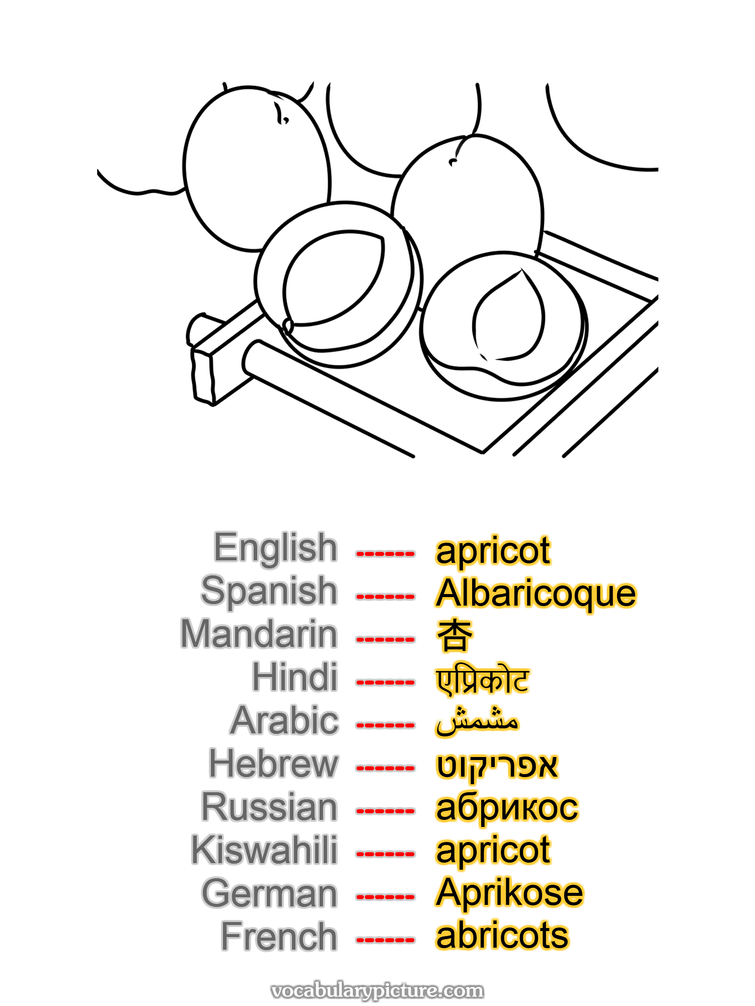 apricot Albaricoque 杏 एप्रिकोट مشمش אפריקוט абрикос apricot Aprikose abricots —vocabulary with picture on vocabularypicture.com