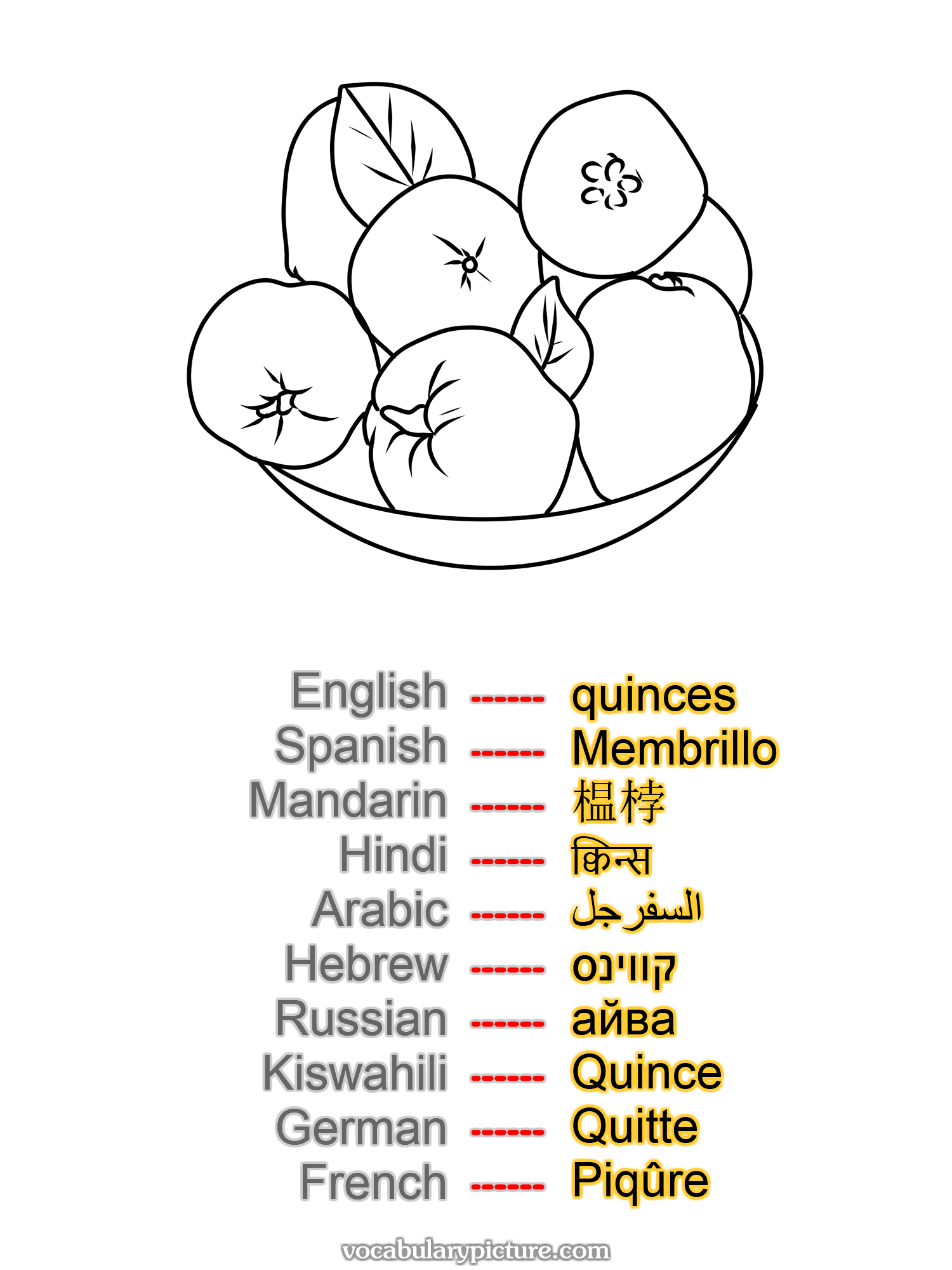 quinces Membrillo 榅桲 क्विन्स السفرجل קווינס айва Quince Quitte Piqûre —vocabulary with picture on vocabularypicture.com