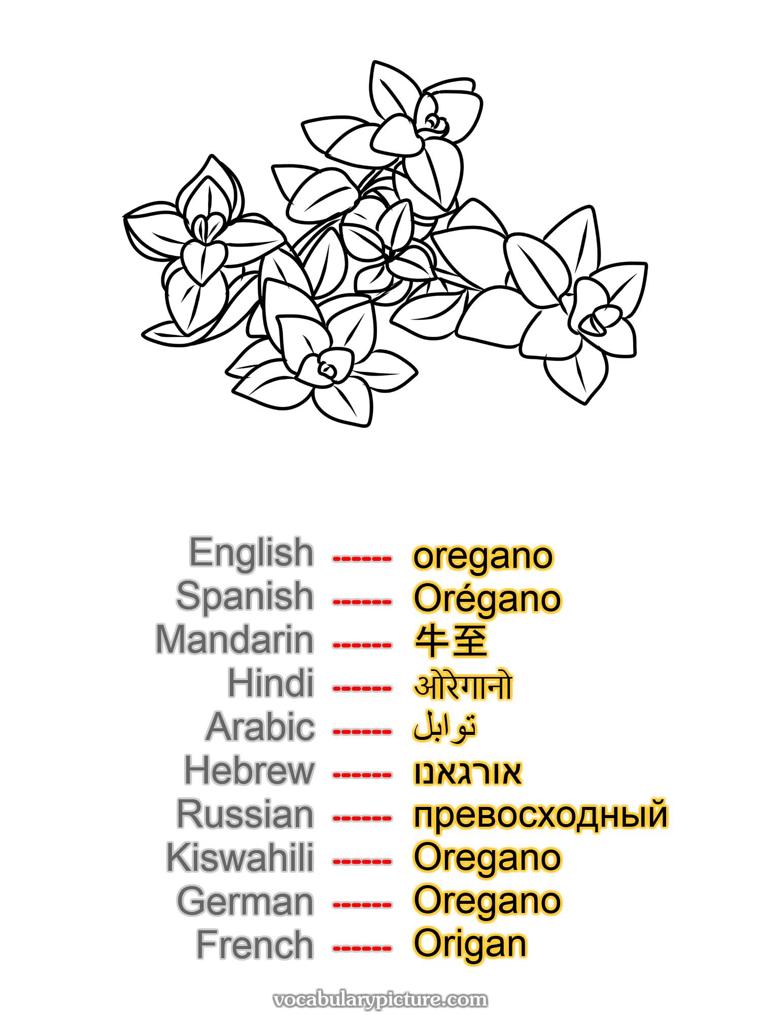 oregano Orégano 牛至 ओरेगानो توابل אורגאנו превосходный Oregano Oregano Origan —vocabulary with picture on vocabularypicture.com