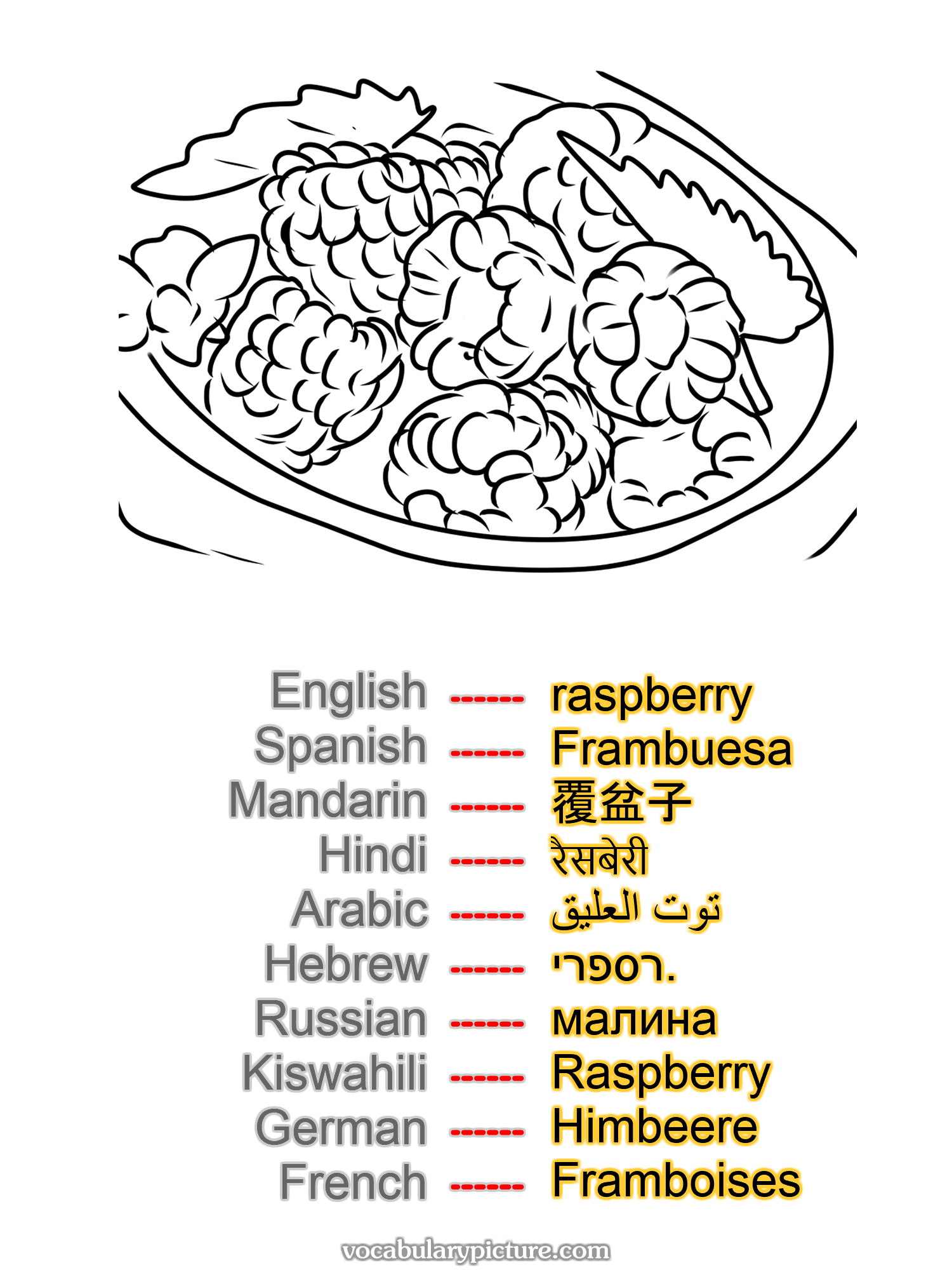 raspberry Frambuesa 覆盆子 रैसबेरी توت العليق רספרי. малина Raspberry Himbeere Framboises —vocabulary with picture on vocabularypicture.com