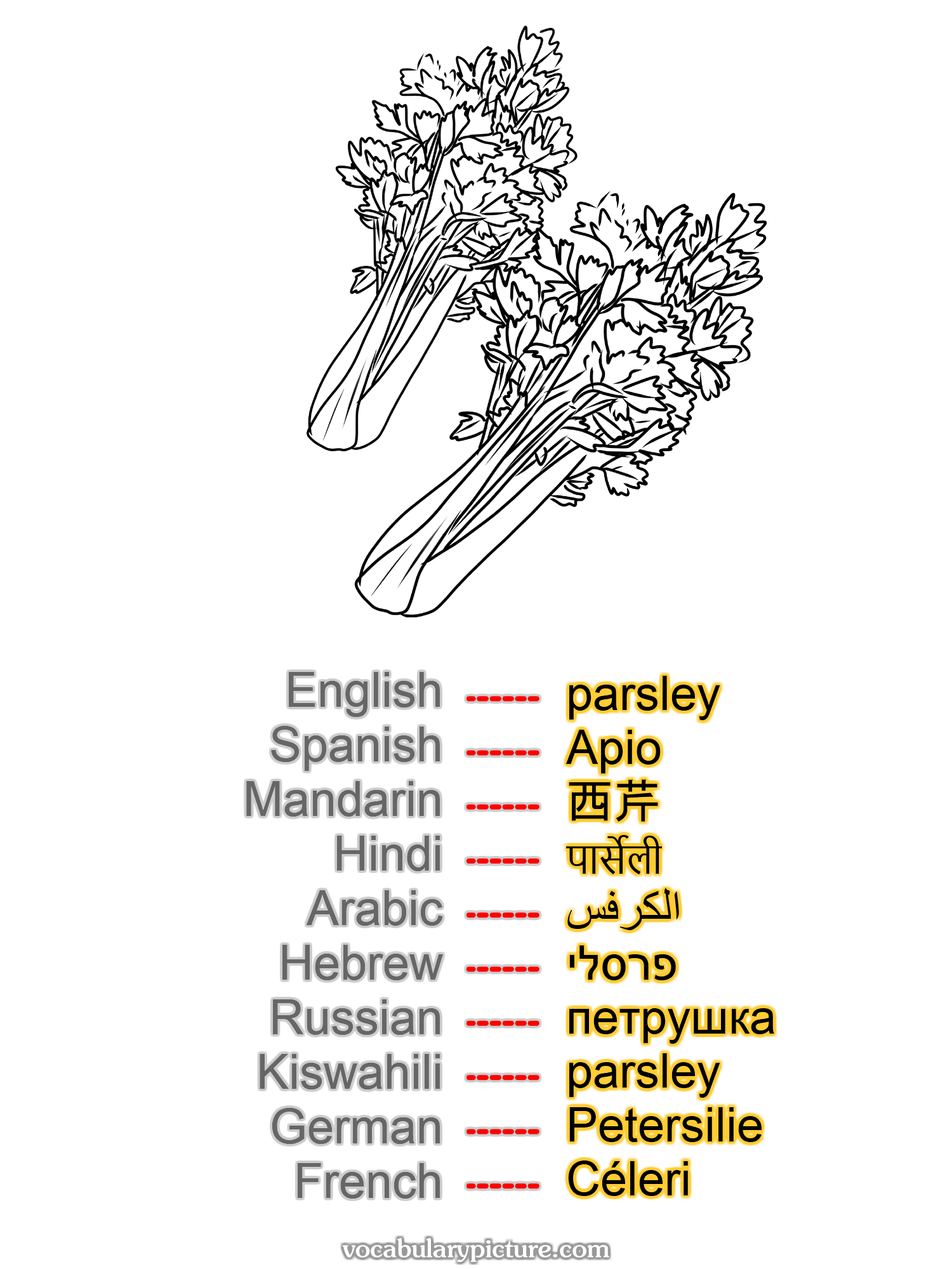 parsley Apio 西芹 पार्सेली الكرفس פרסלי петрушка parsley Petersilie Céleri —vocabulary with picture on vocabularypicture.com