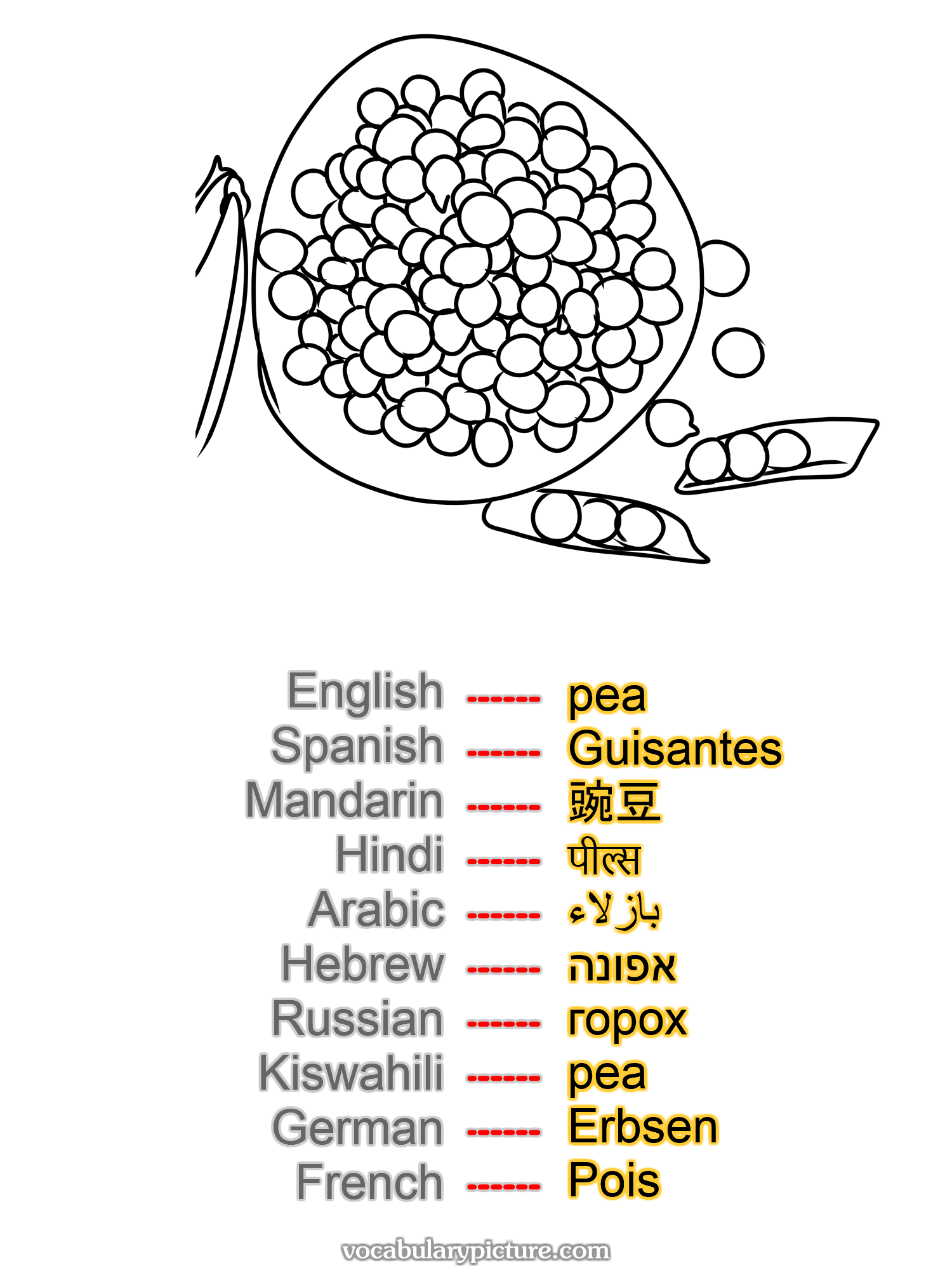 pea Guisantes 豌豆 पील्स بازلاء אפונה горох pea Erbsen Pois —vocabulary with picture on vocabularypicture.com