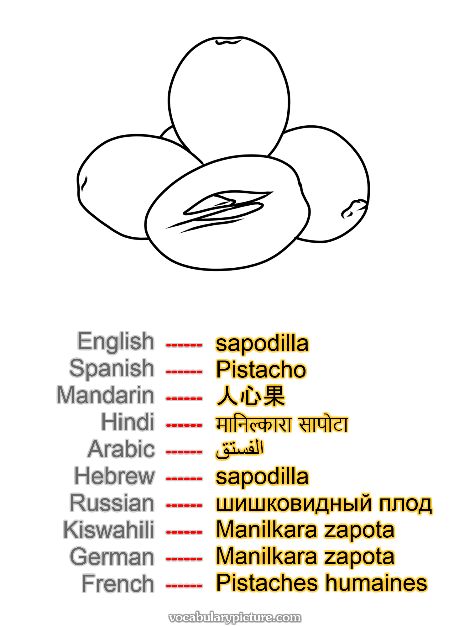 sapodilla Pistacho 人心果 मानिल्कारा सापोटा الفستق sapodilla шишковидный плод Manilkara zapota Manilkara zapota Pistaches humaines —vocabulary with picture on vocabularypicture.com