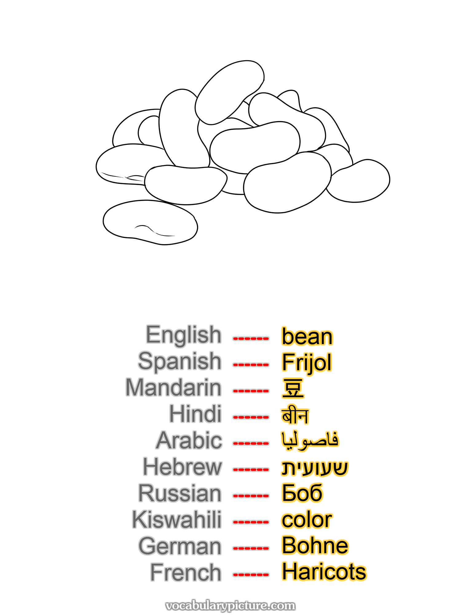 bean Frijol 豆 बीन فاصوليا שעועית Боб color Bohne Haricots —vocabulary with picture on vocabularypicture.com