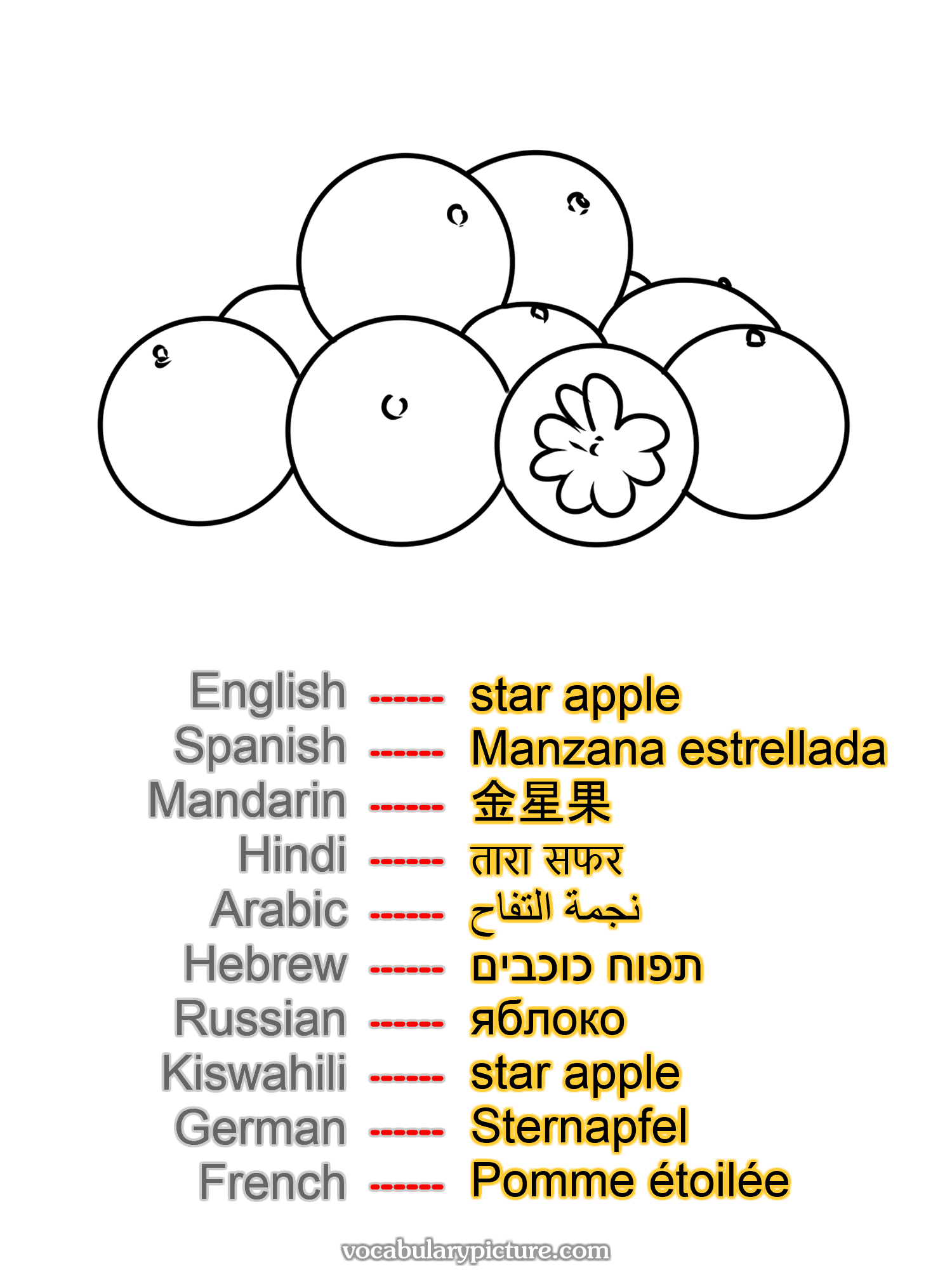 star apple Manzana estrellada 金星果 तारा सफर نجمة التفاح תפוח כוכבים яблоко star apple Sternapfel Pomme étoilée —vocabulary with picture on vocabularypicture.com