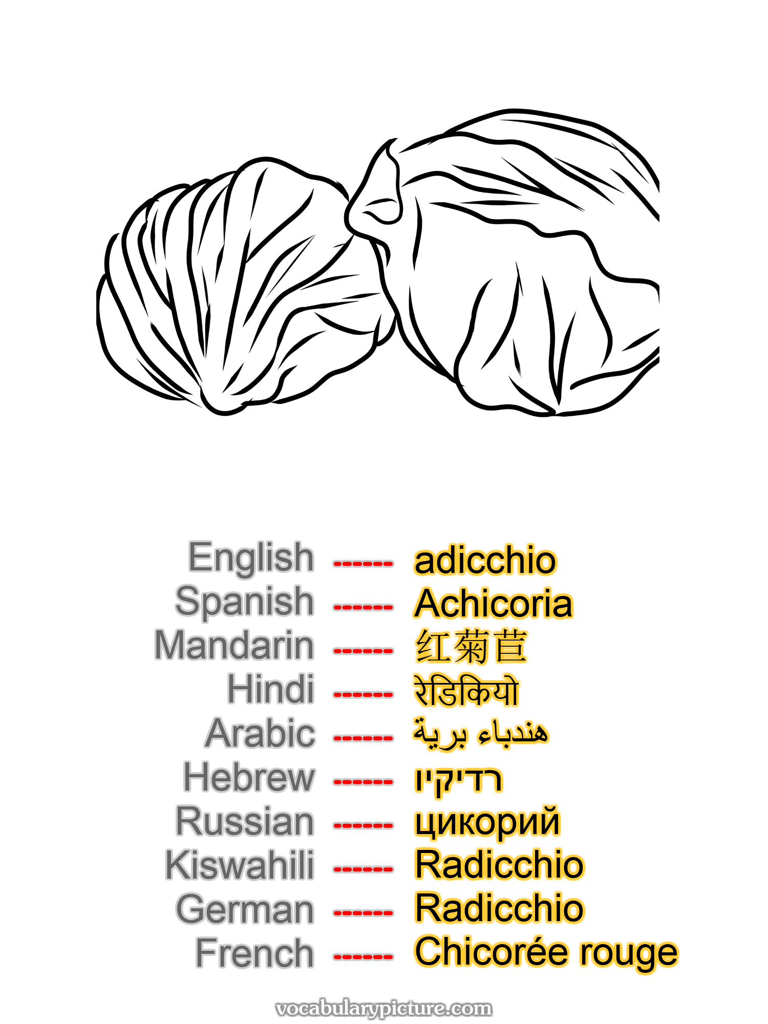 adicchio Achicoria 红菊苣 रेडिकियो هندباء برية רדיקיו цикорий Radicchio Radicchio Chicorée rouge —vocabulary with picture on vocabularypicture.com