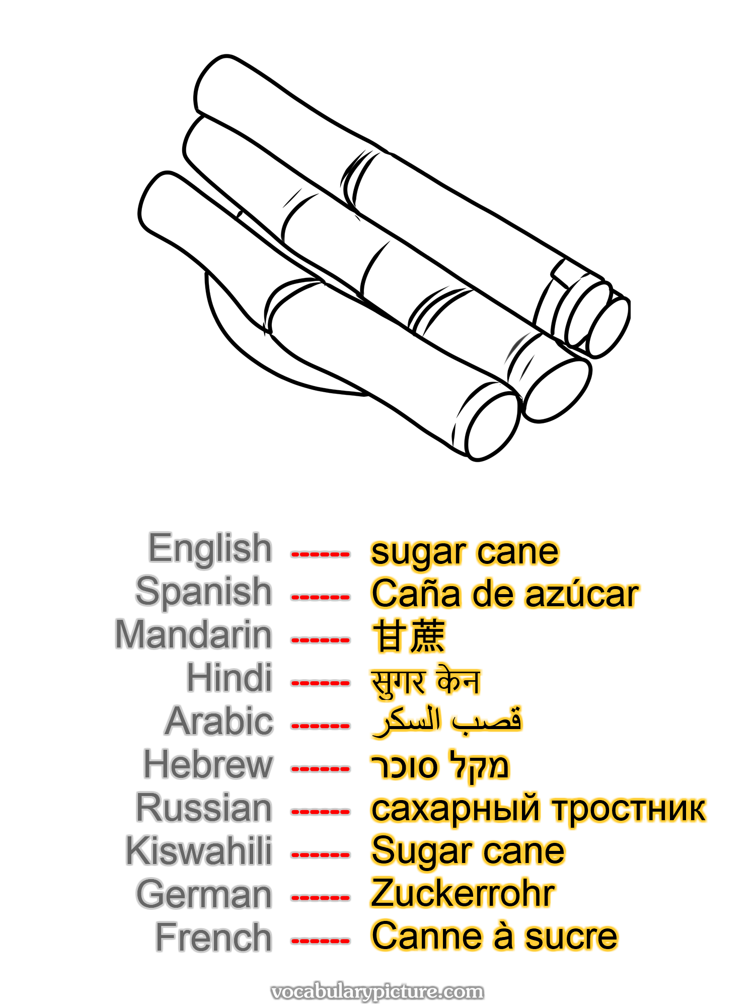 sugar cane Caña de azúcar 甘蔗 सुगर केन قصب السكر מקל סוכר сахарный тростник Sugar cane Zuckerrohr Canne à sucre —vocabulary with picture on vocabularypicture.com