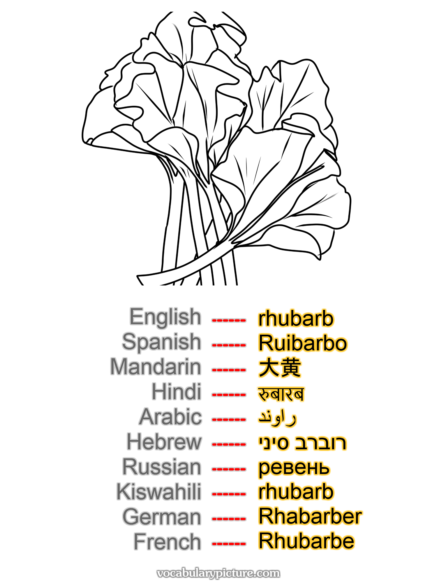rhubarb Ruibarbo 大黄 रुबारब راوند רוברב סיני ревень rhubarb Rhabarber Rhubarbe —vocabulary with picture on vocabularypicture.com