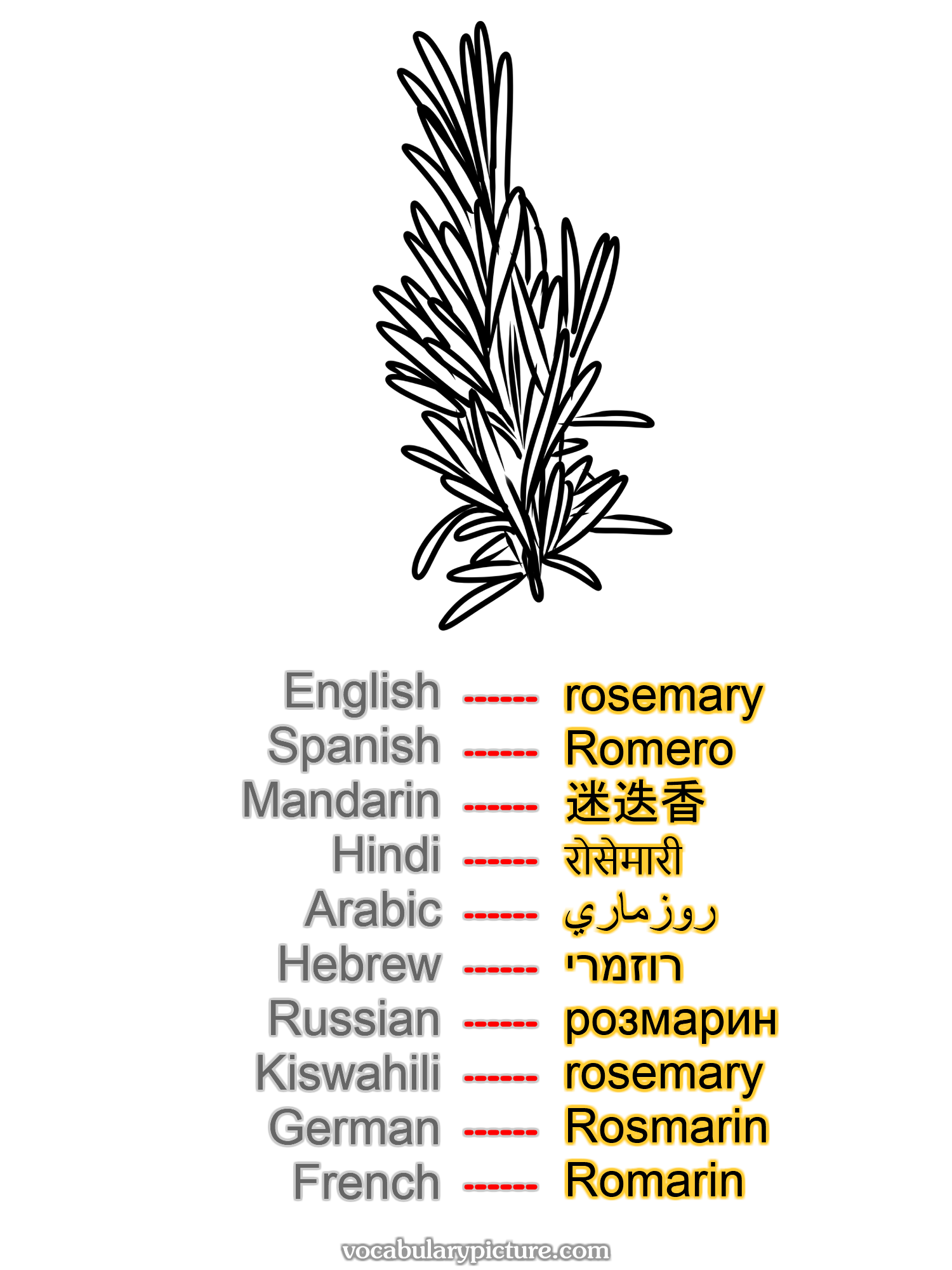 rosemary Romero 迷迭香 रोसेमारी روزماري רוזמרי розмарин rosemary Rosmarin Romarin —vocabulary with picture on vocabularypicture.com