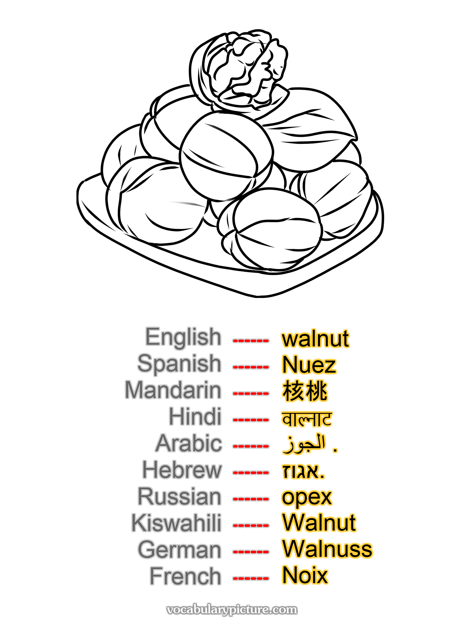 walnut Nuez 核桃 वाल्नाट الجوز . אגוז. орех Walnut Walnuss Noix —vocabulary with picture on vocabularypicture.com