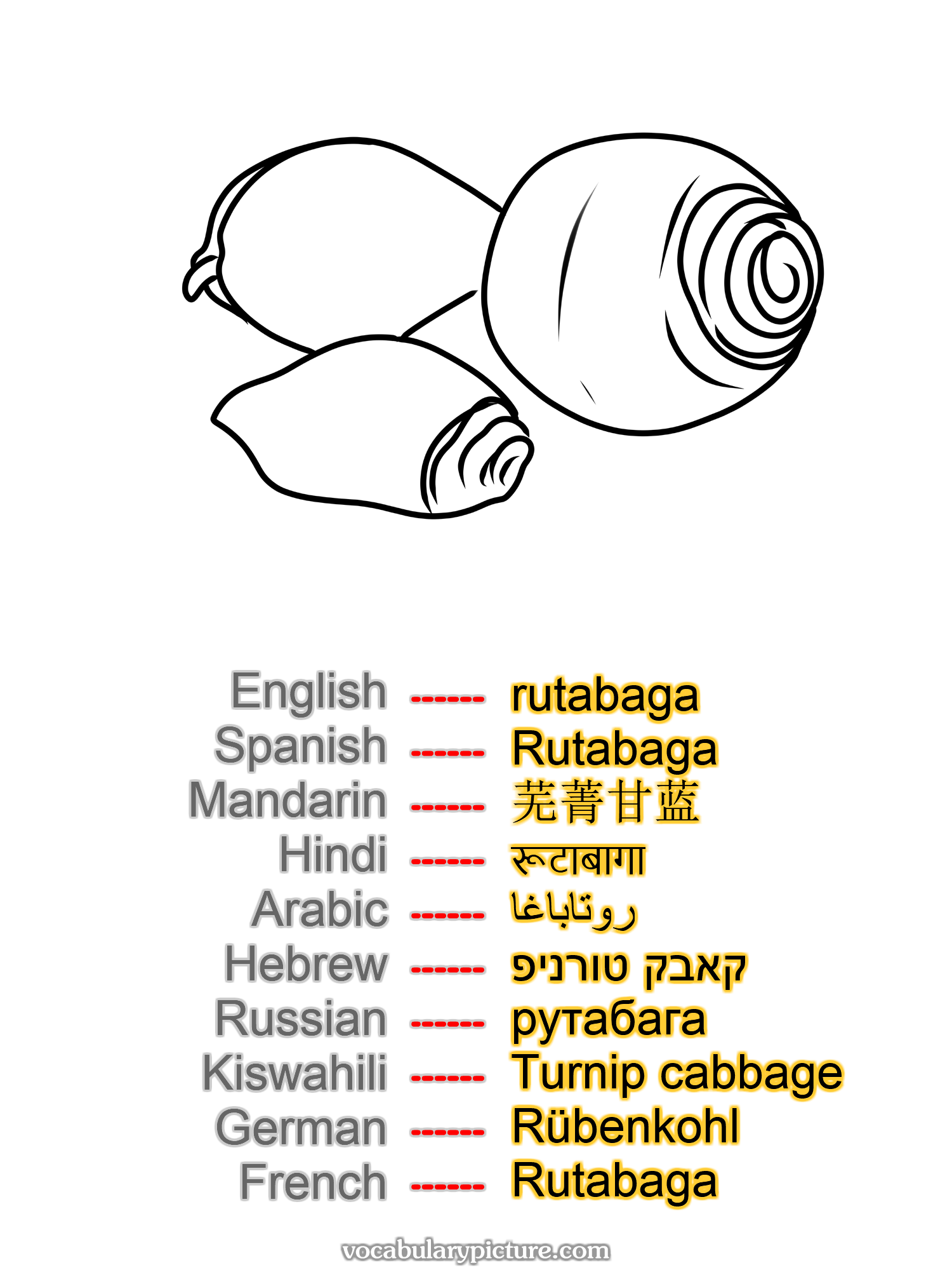 rutabaga Rutabaga 芜菁甘蓝 रूटाबागा روتاباغا קאבק טורניפ рутабага Turnip cabbage Rübenkohl Rutabaga —vocabulary with picture on vocabularypicture.com