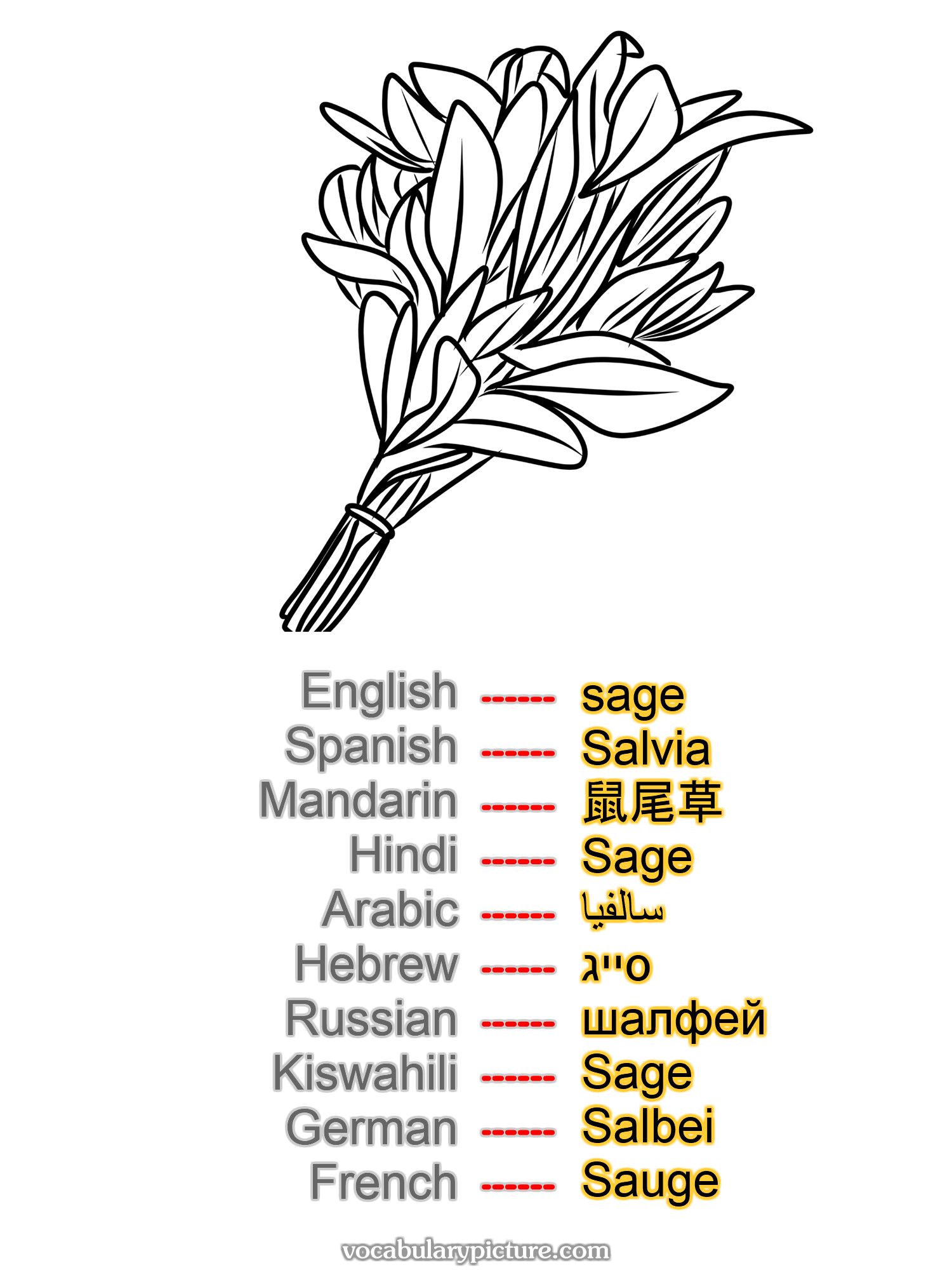 sage Salvia 鼠尾草 Sage سالفيا סייג шалфей Sage Salbei Sauge —vocabulary with picture on vocabularypicture.com